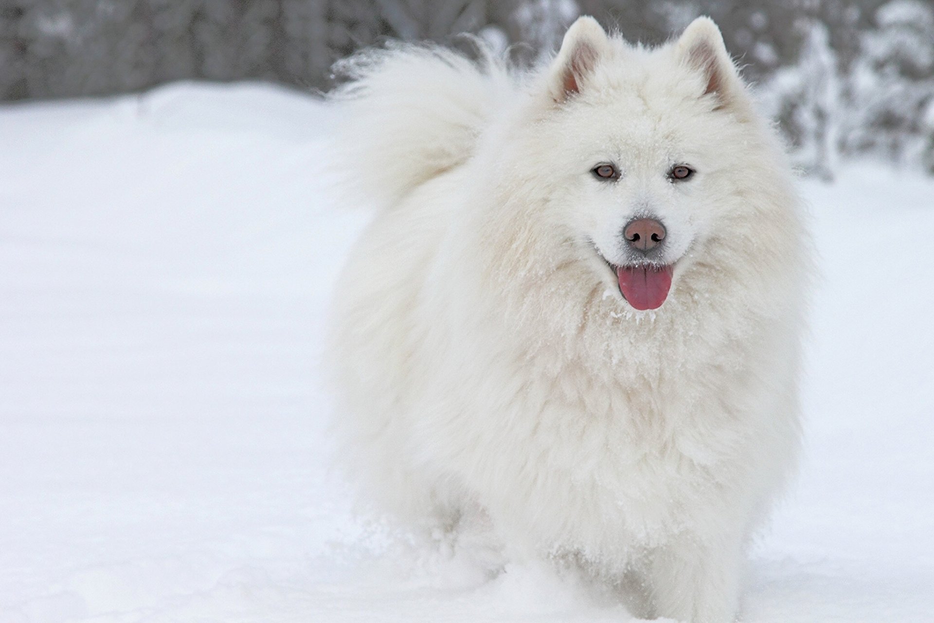 perro samoyedo lengua nieve invierno