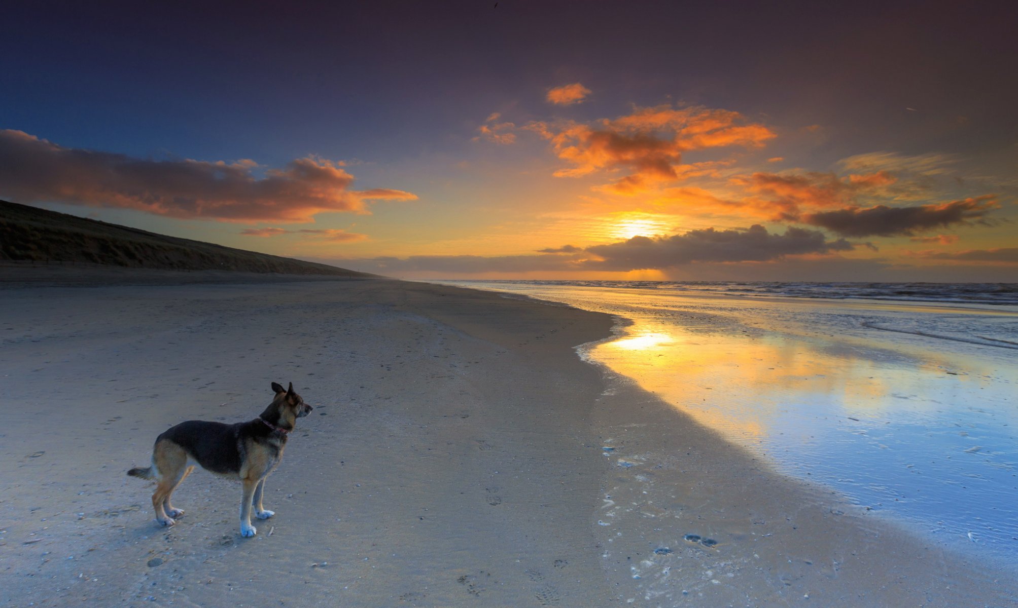 chien ami coucher de soleil