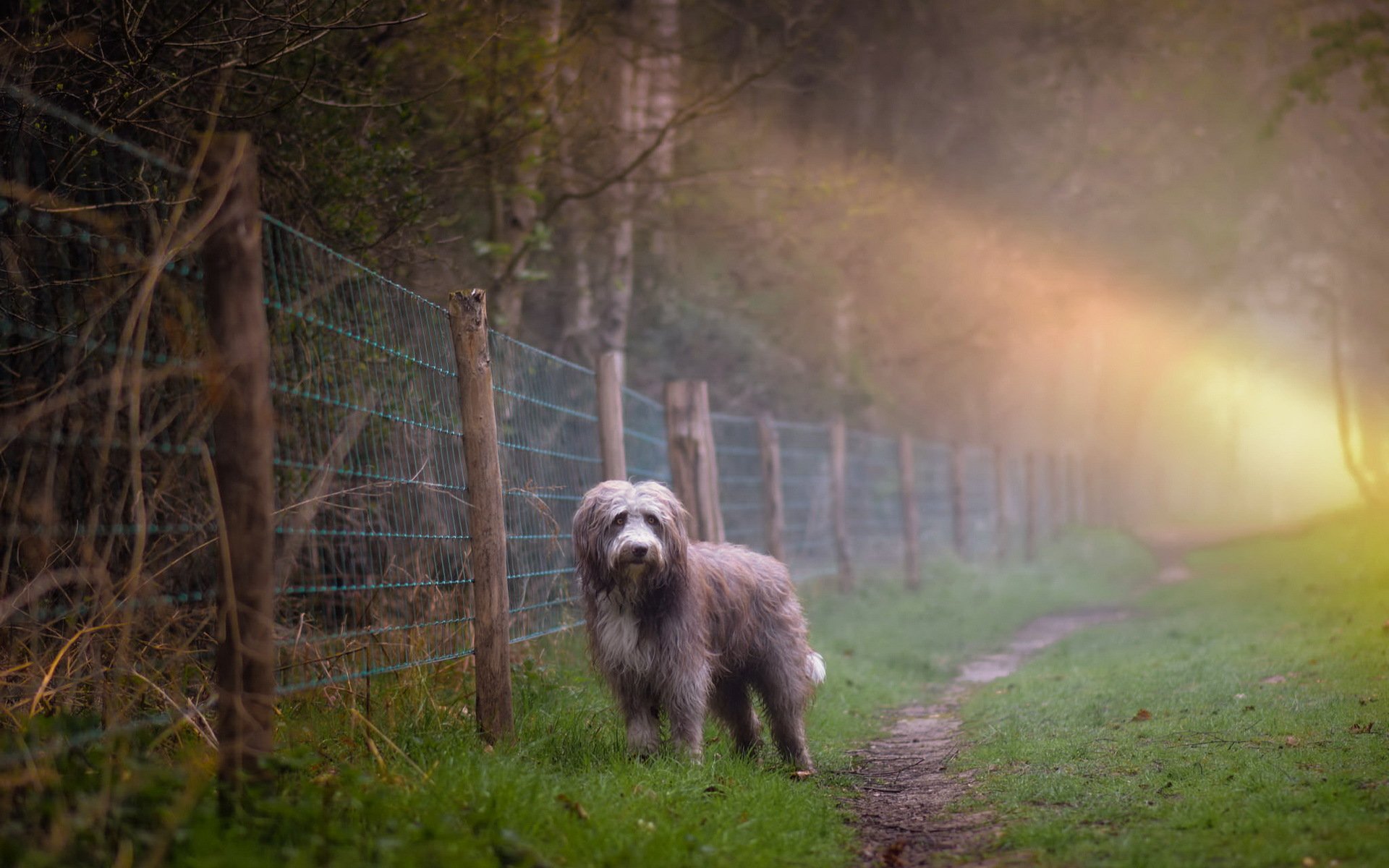 cane mattina nebbia