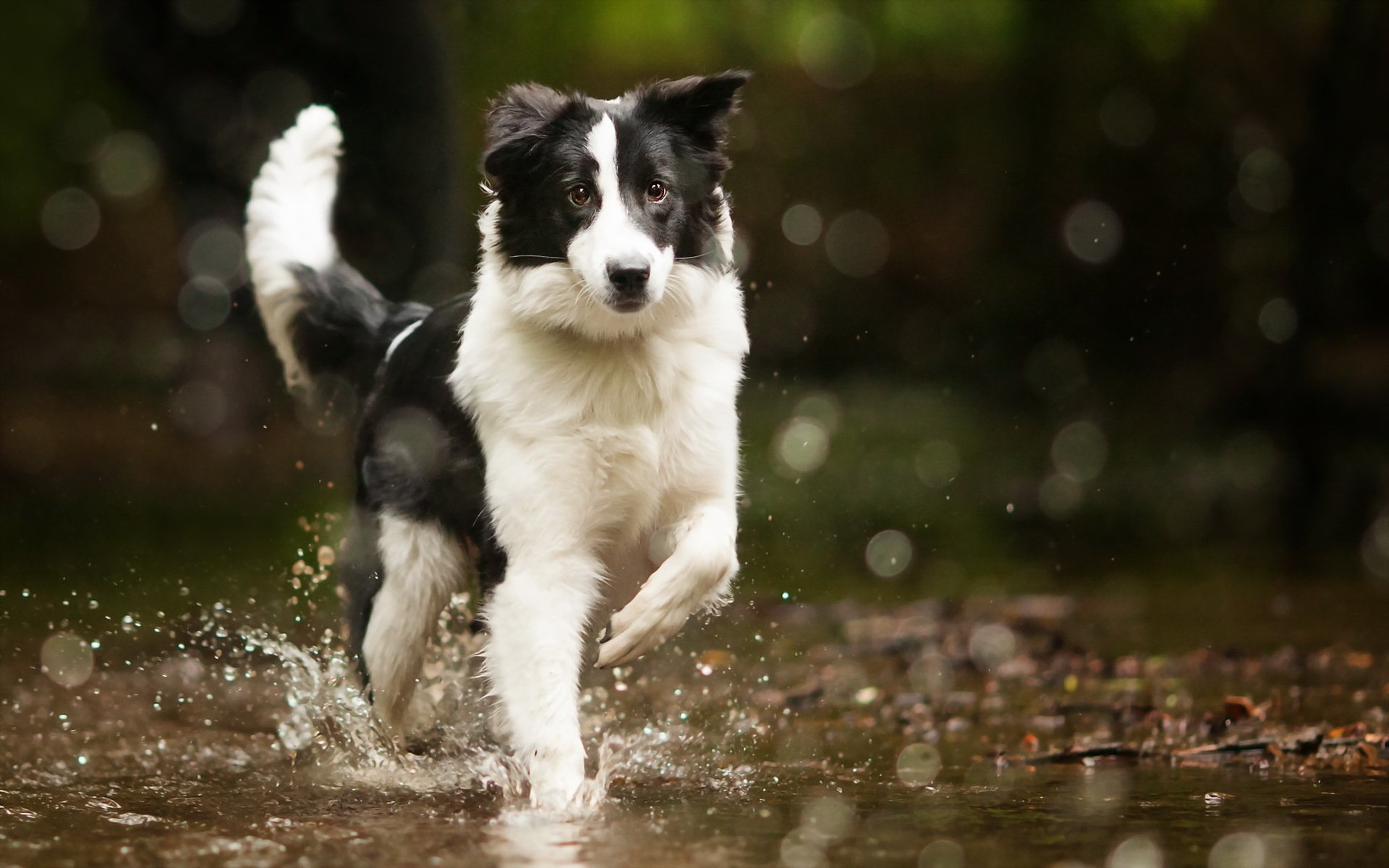 bordercollie dog water