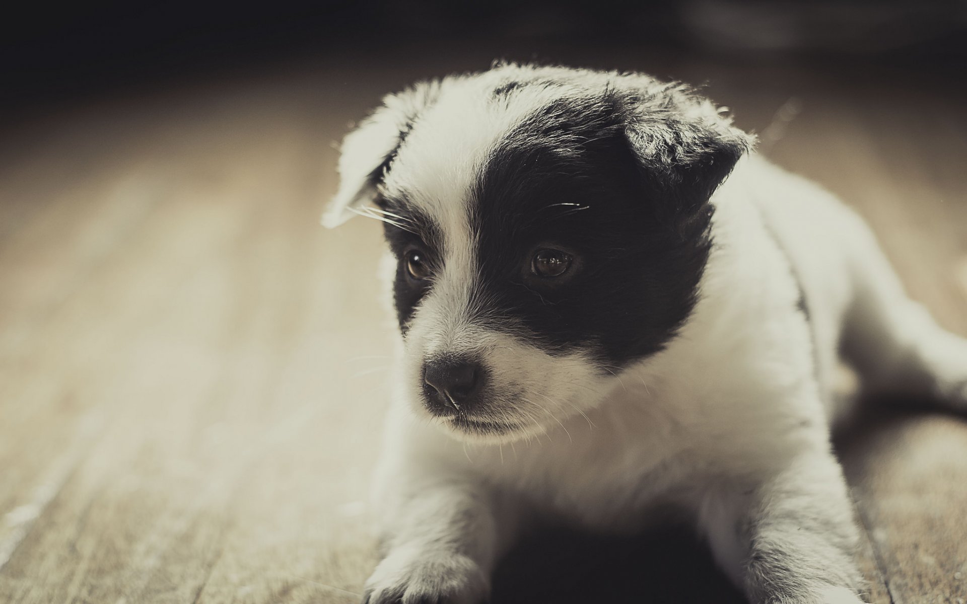 perro cachorro amigo hocico