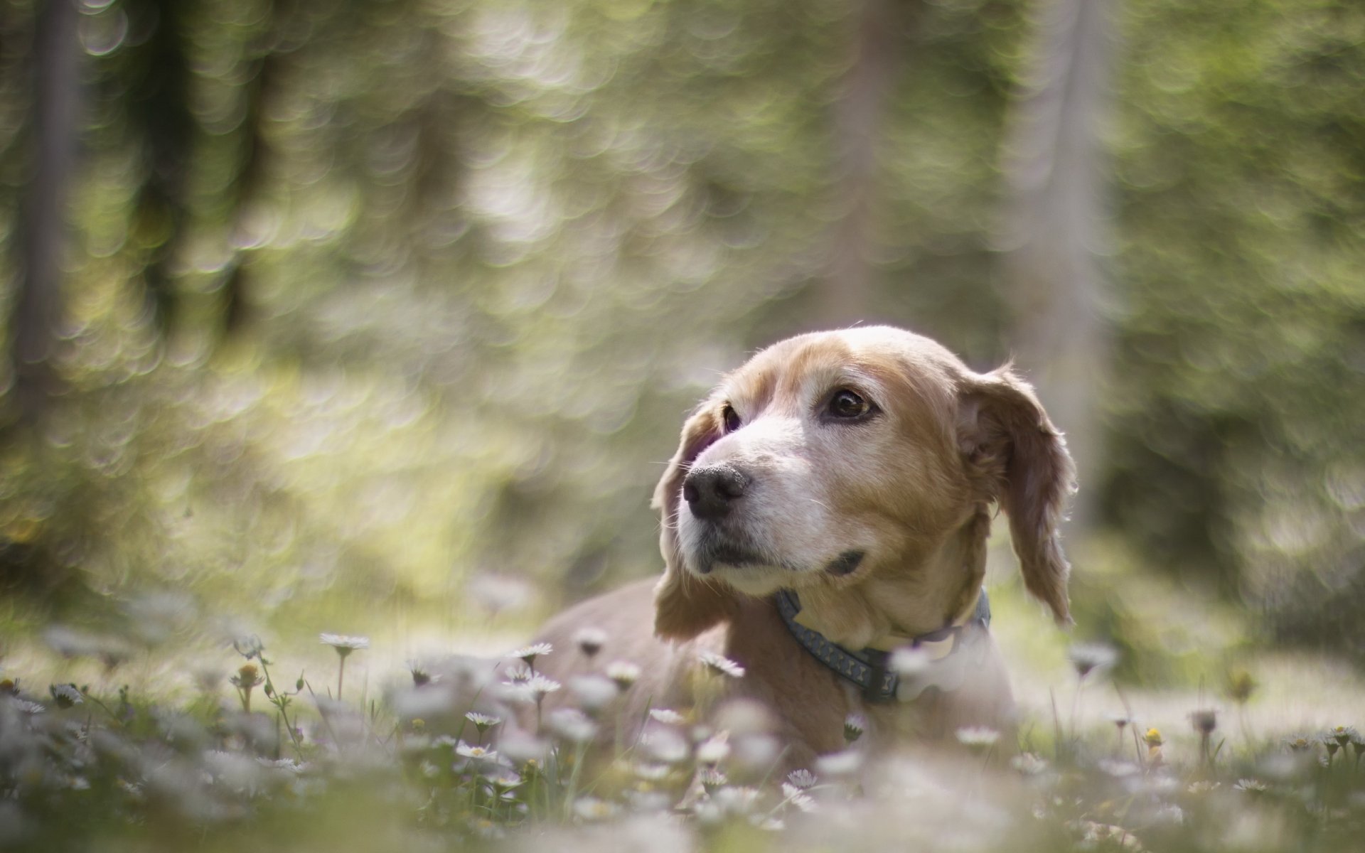 chien regard ami