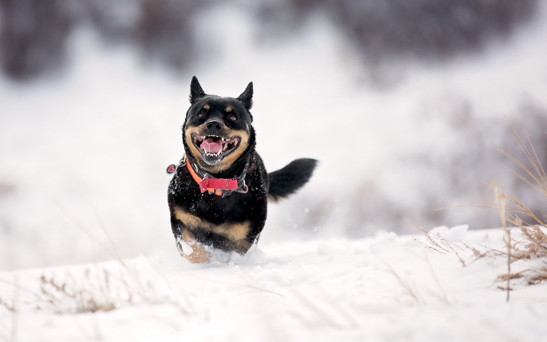 chien ami hiver neige