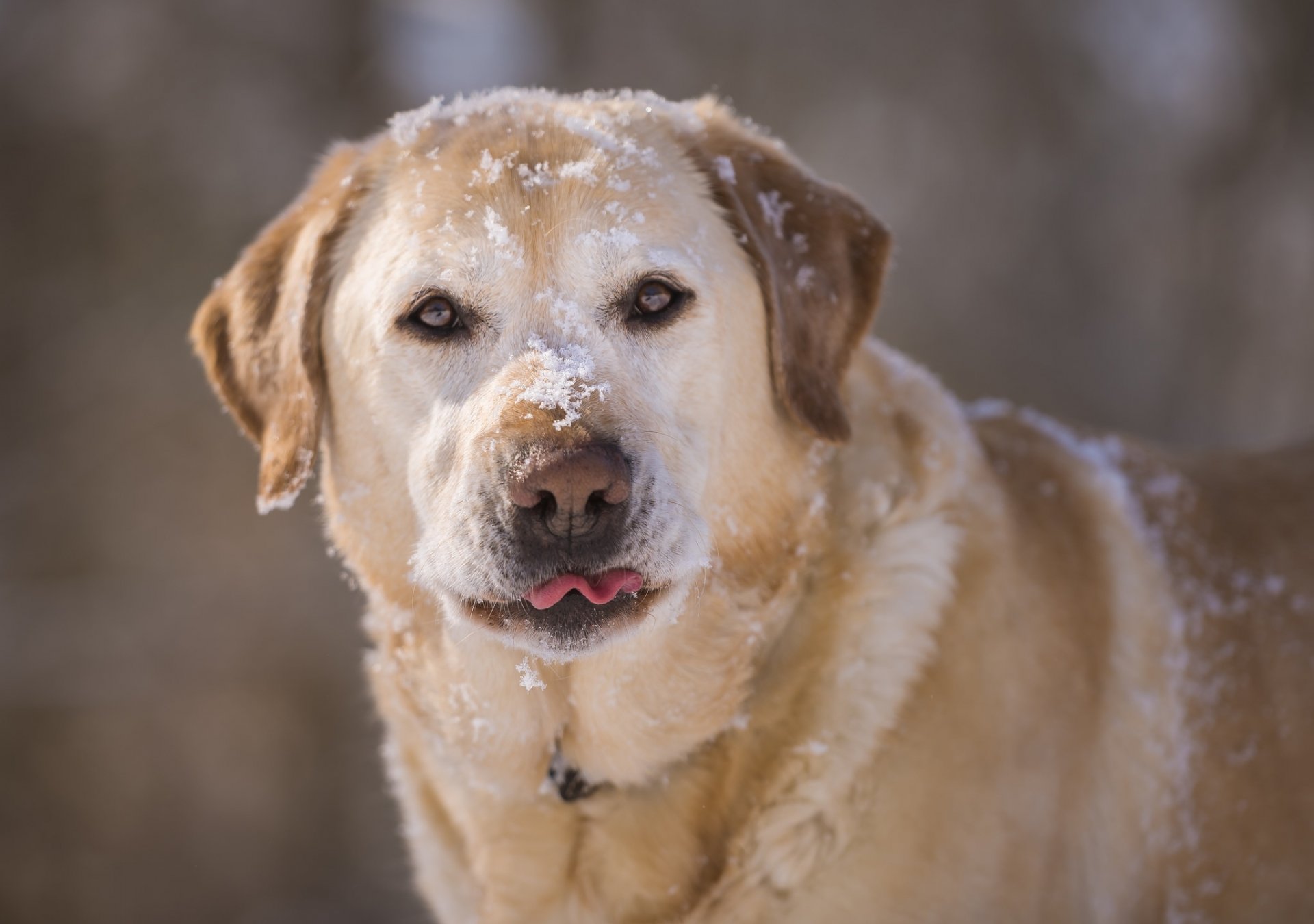 labrador retriever dog face snow