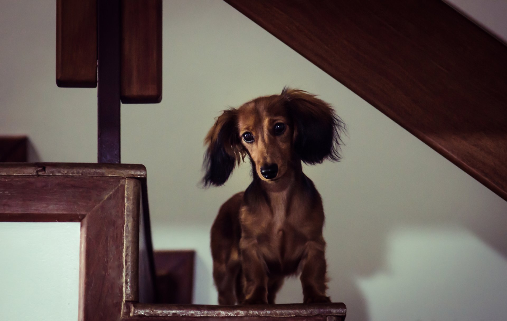 miniature long teckel chien maison