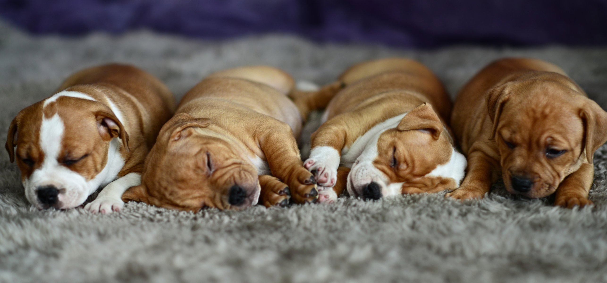 chiots sommeil paresseux tapis