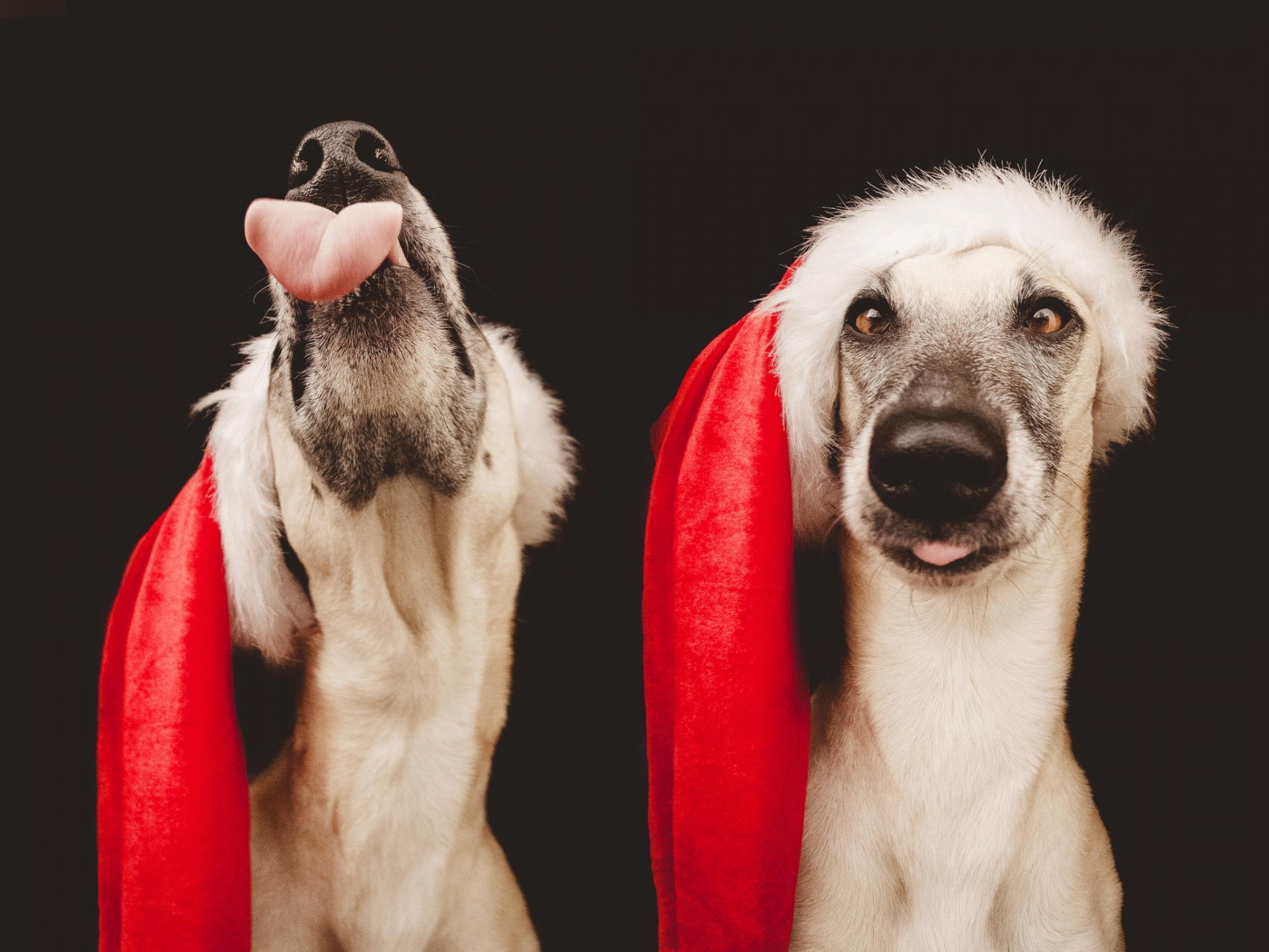 ritratto animali cane cappello di babbo natale