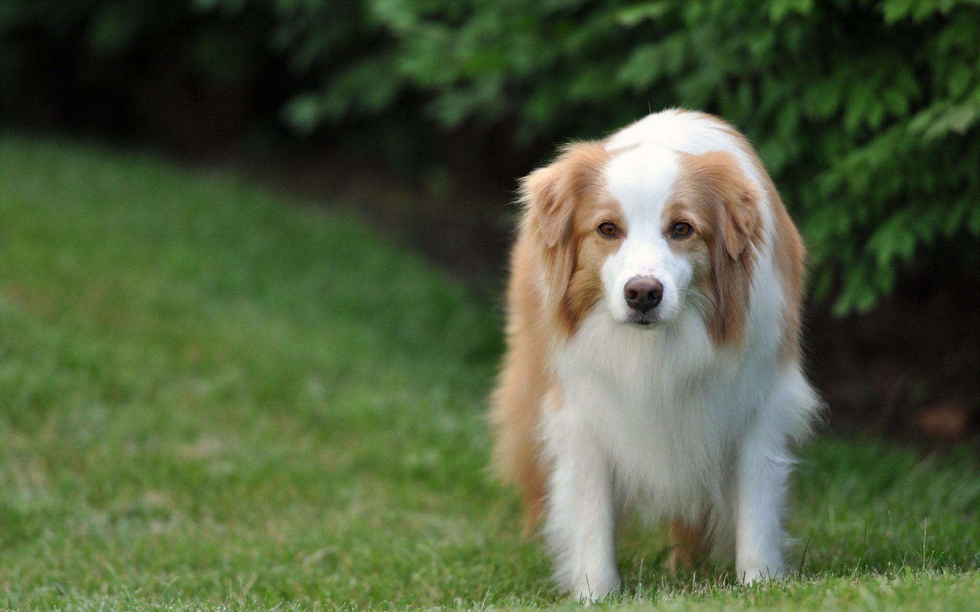 chien ami regard