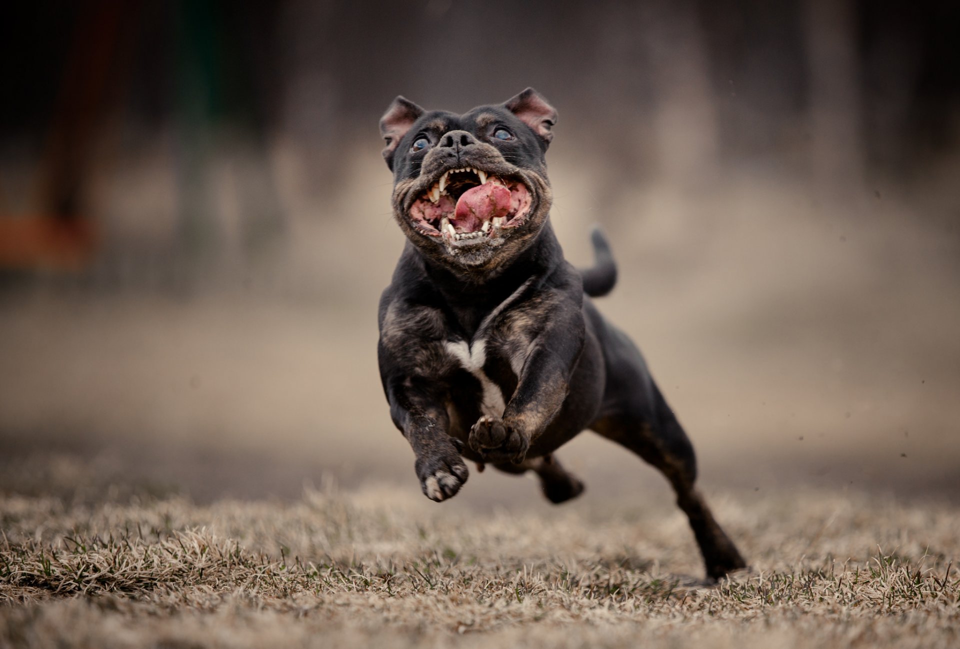 dog running face background