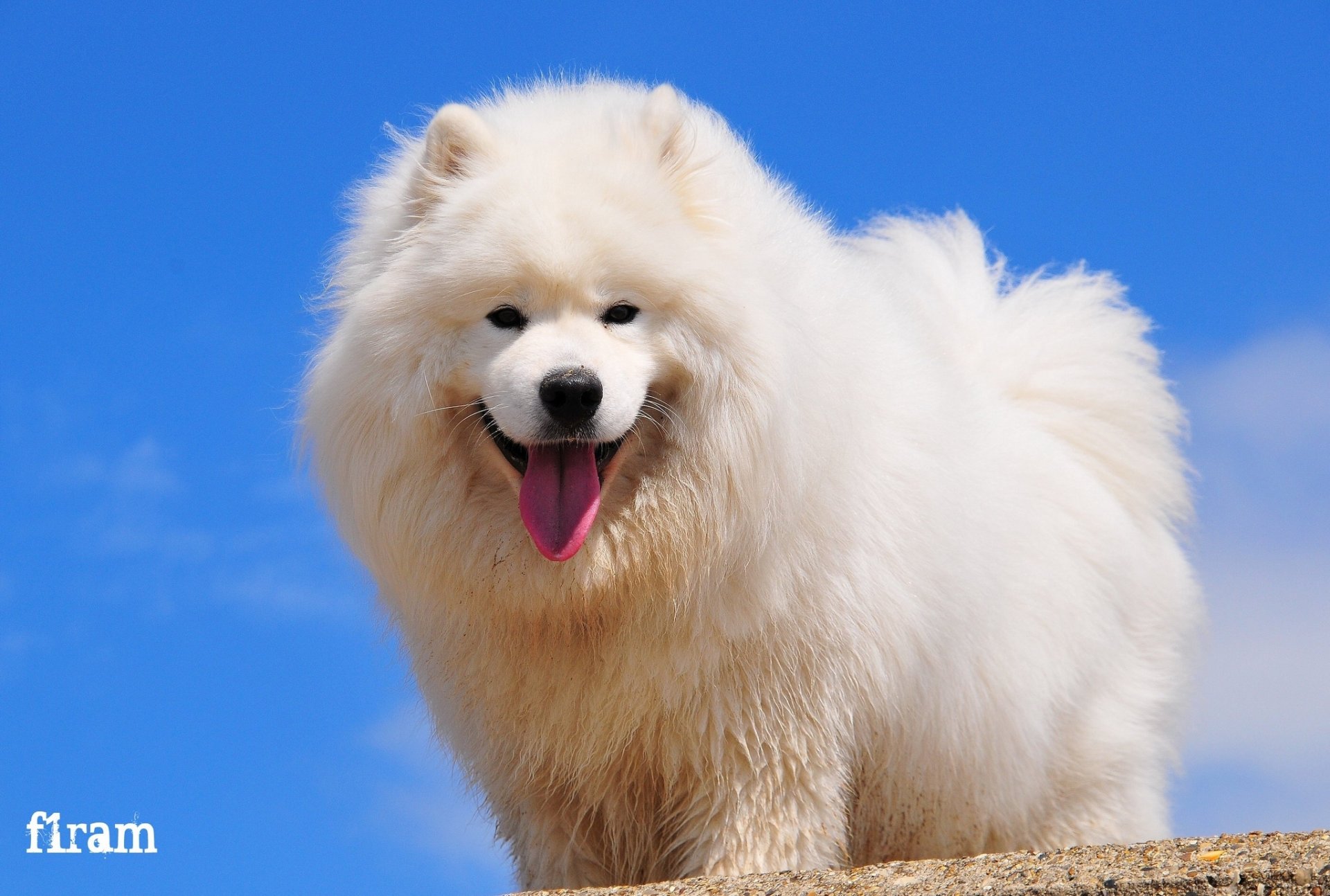 pies samoyed radość spojrzenie