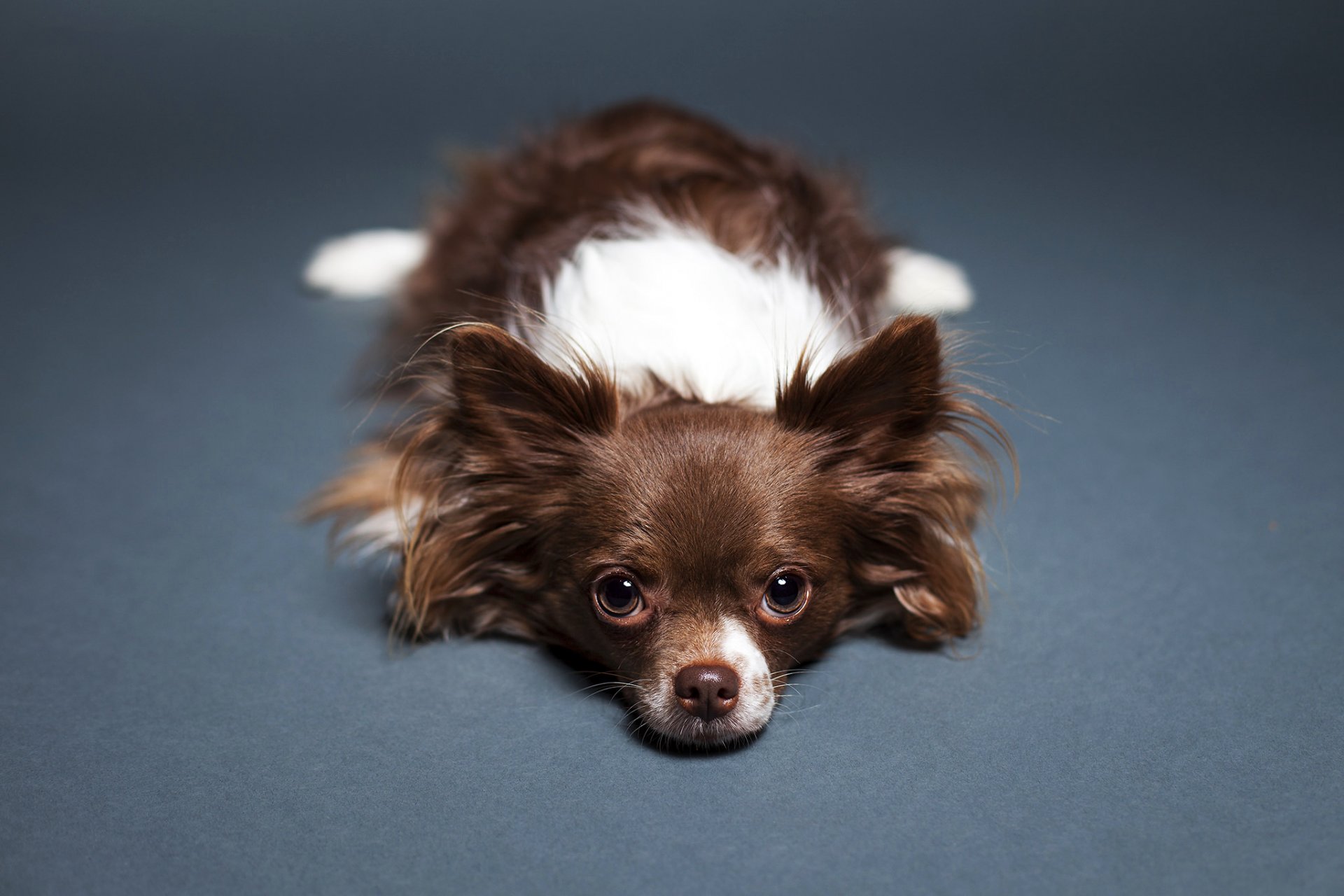 cane chihuahua vista si trova pavimento sfondo