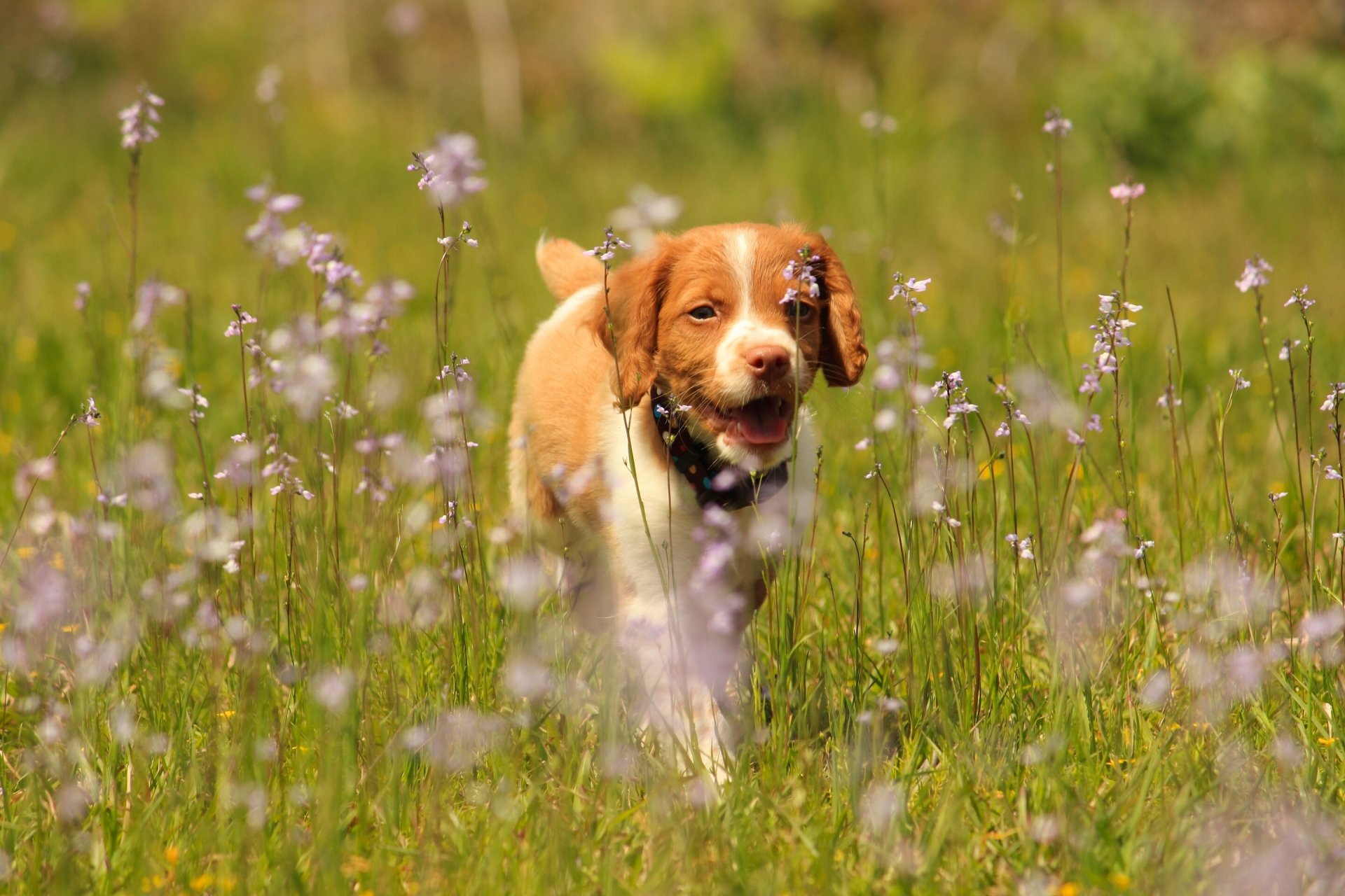 epagnol breton epagnol bretone cane da corsa cane cucciolo prato fiori passeggiata