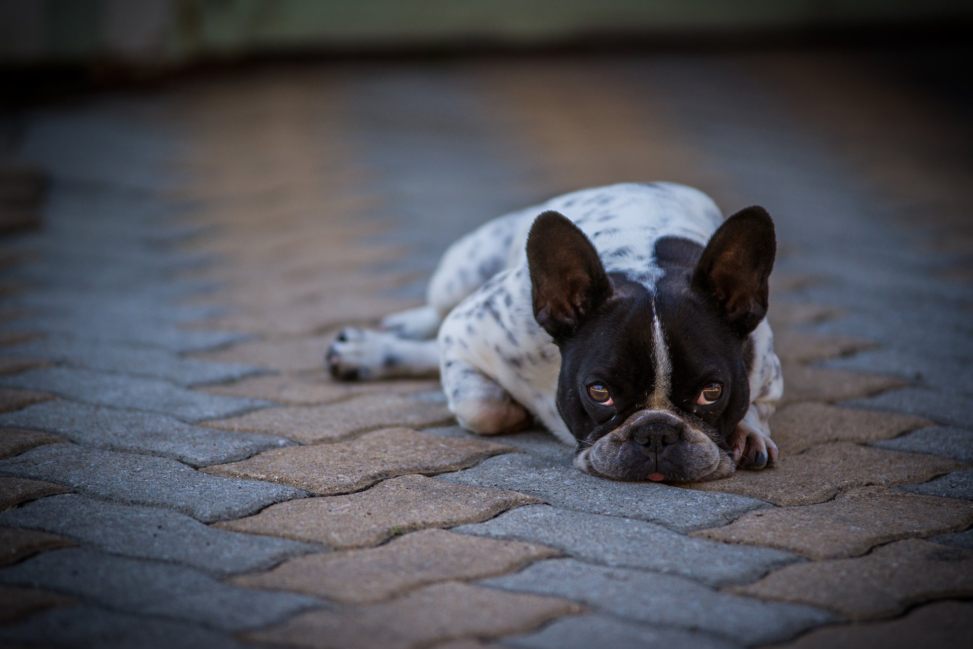 hund blick freund französische bulldogge