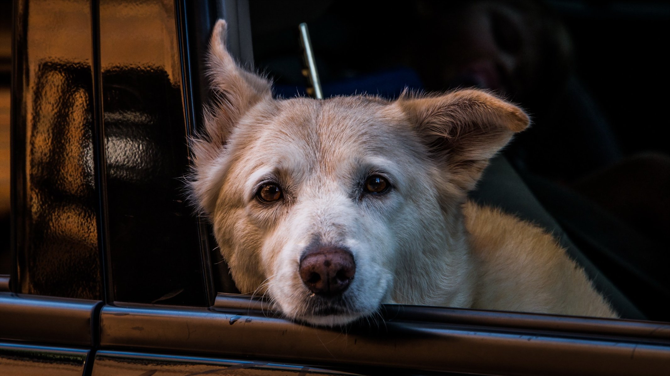 perro mirada amigo