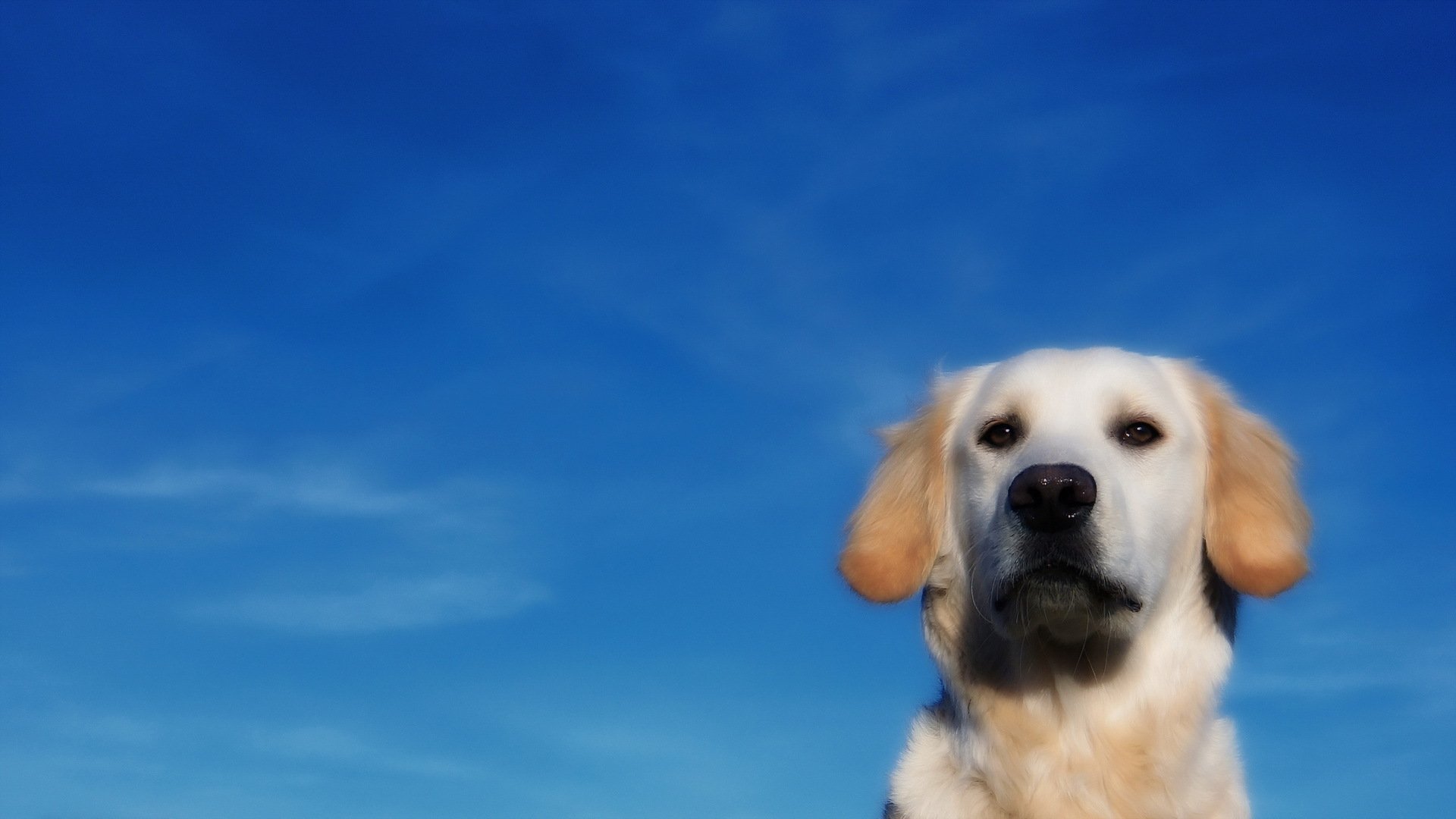 hund freund himmel