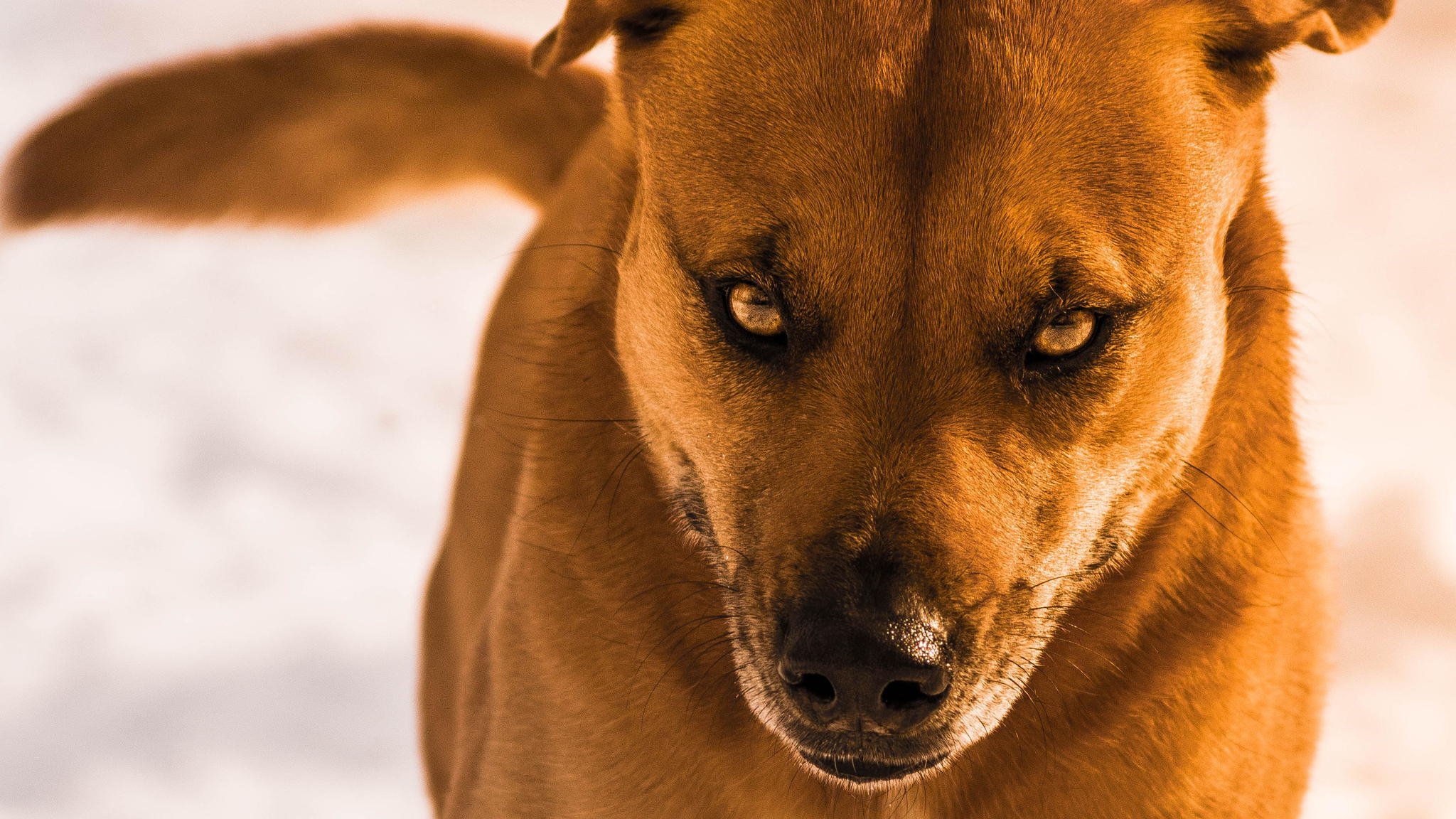 hund wolle blick hintergrund