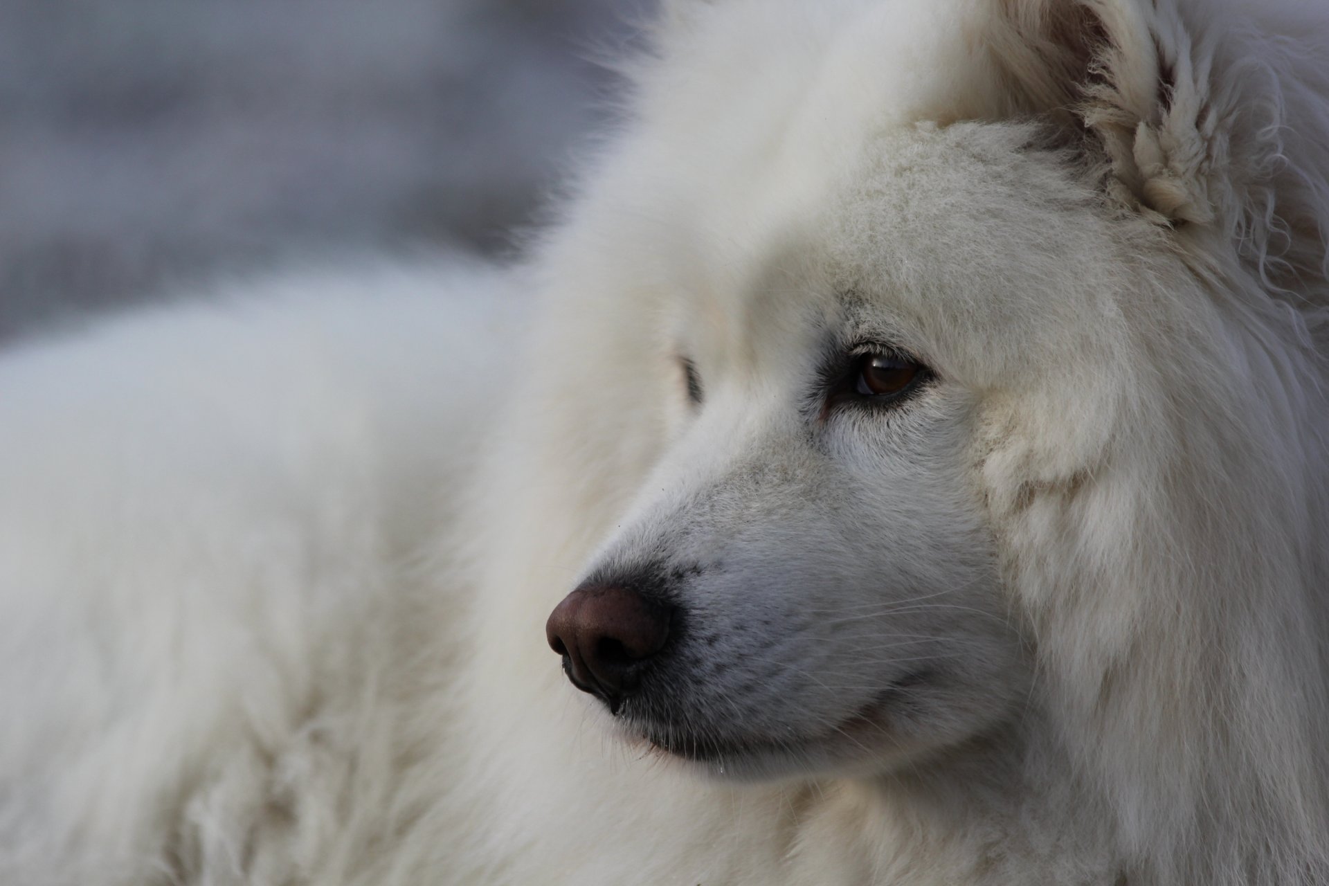 samoyed pies pysk