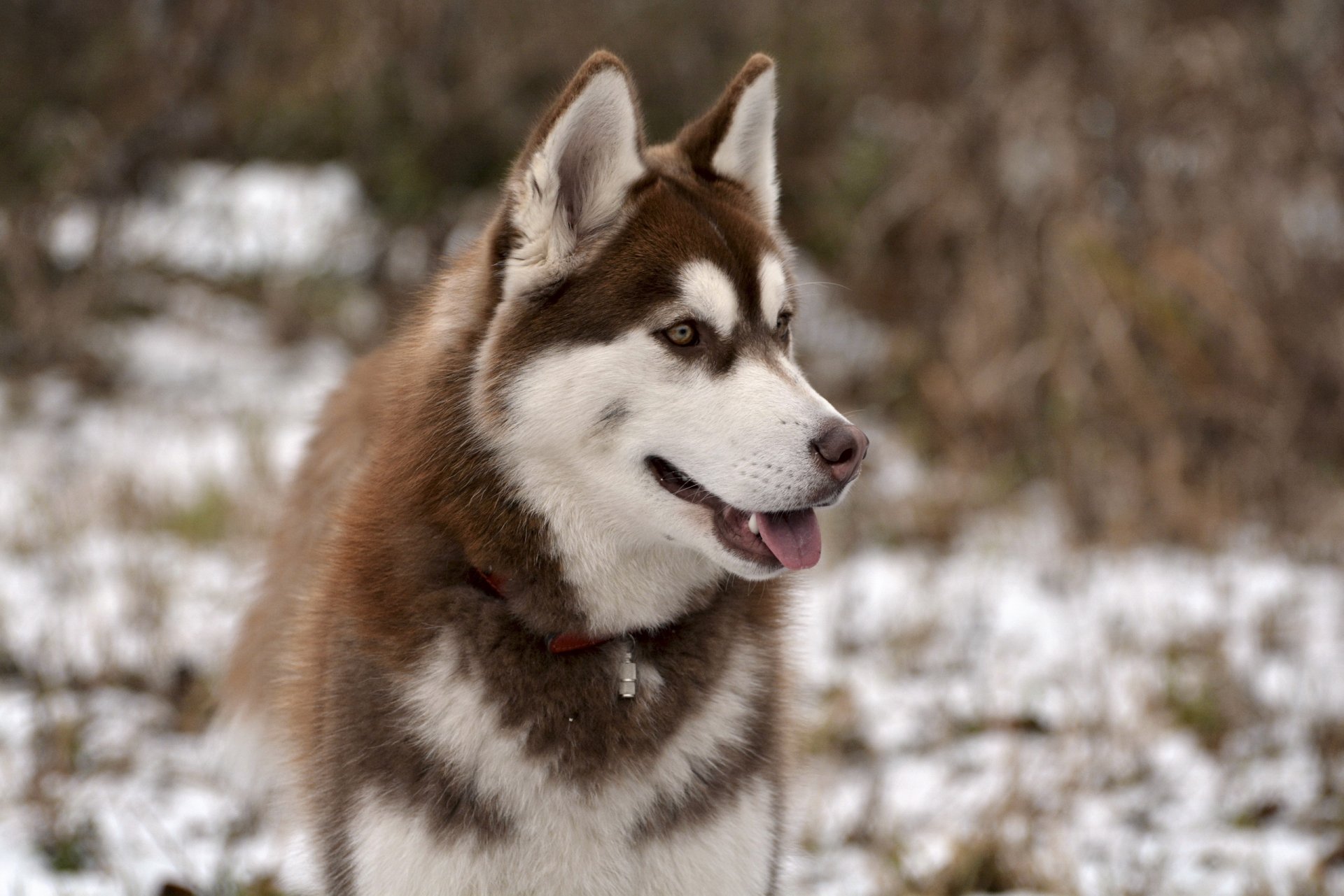 cane sguardo amico