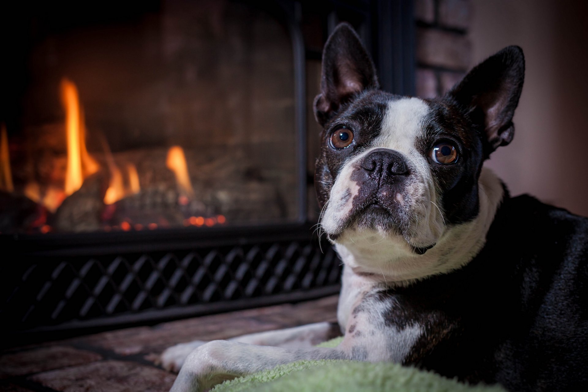 boston terrier dog face view fireplace