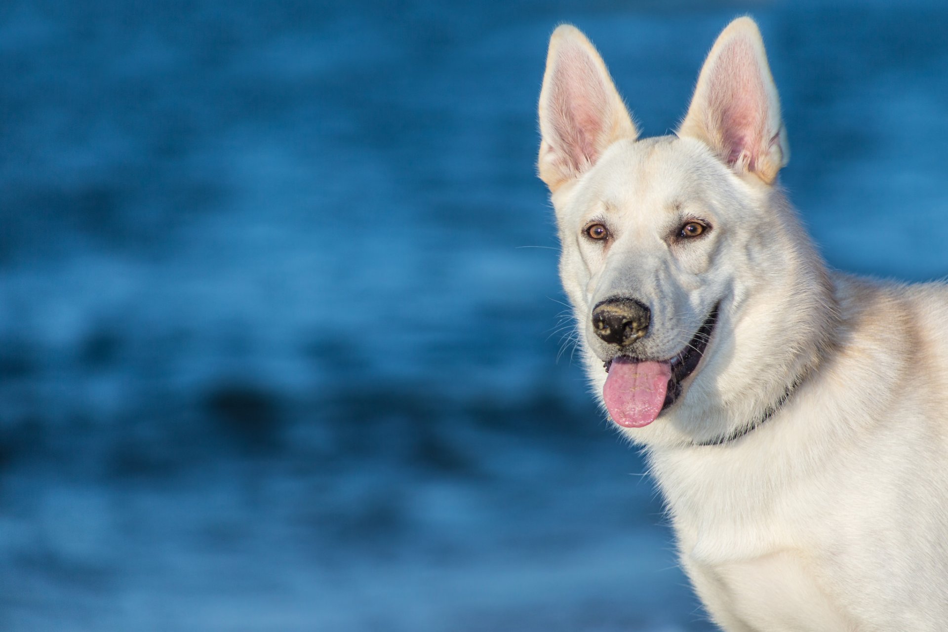 perro blanco hocico lengua orejas