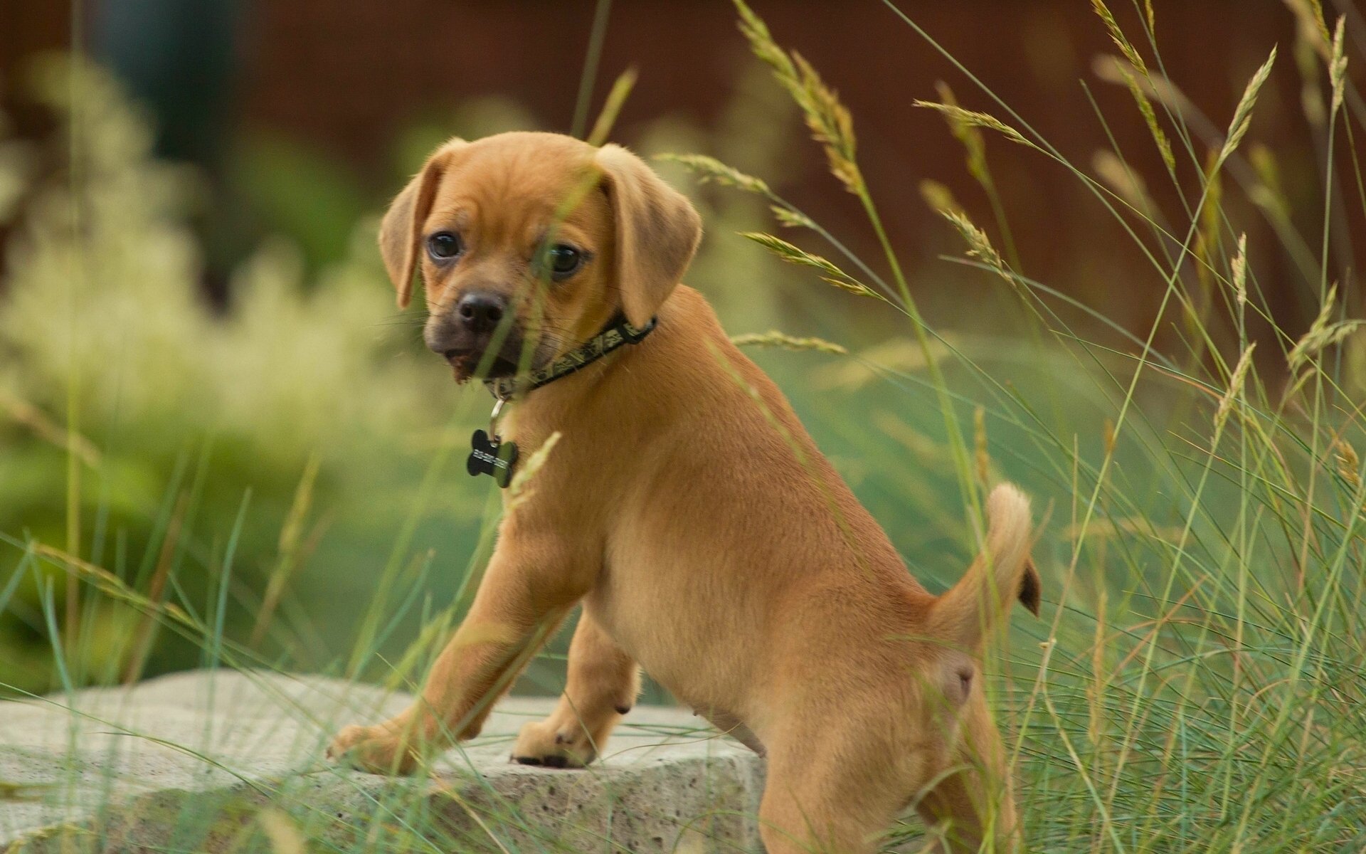 pagl chien chiot vue herbe