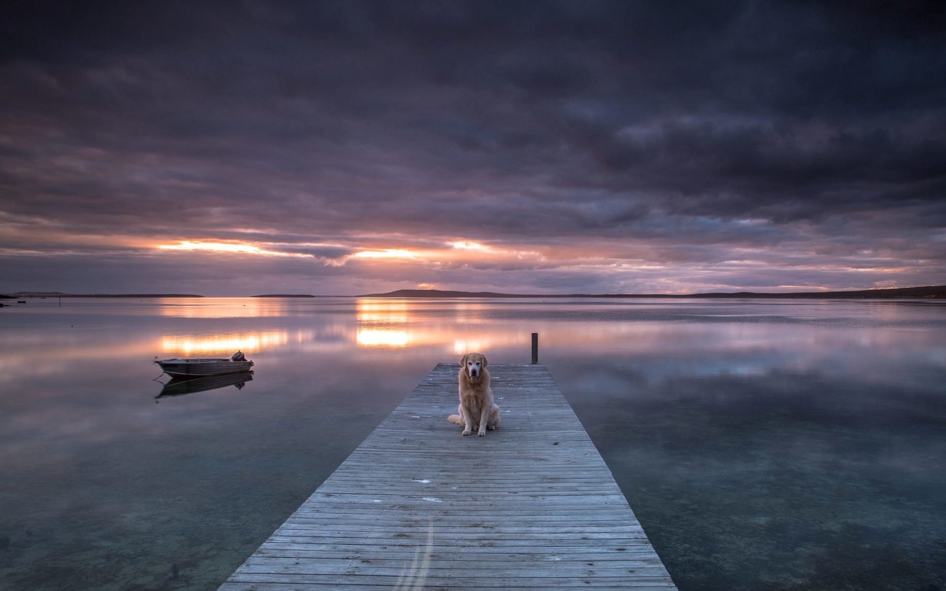 cane lago tramonto ponte