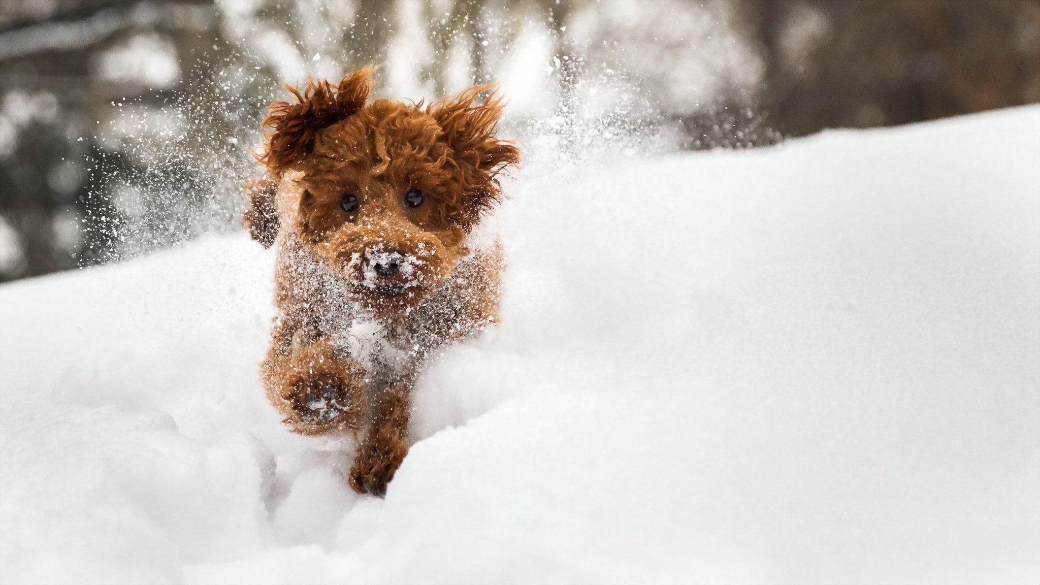 dog view other winter snow