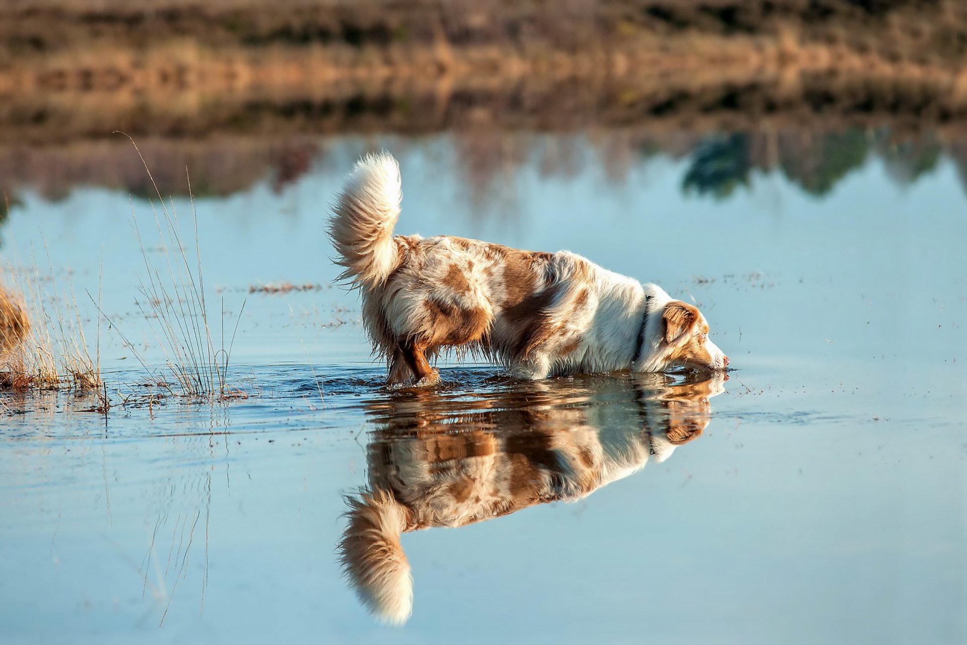 hund blick freund fluss