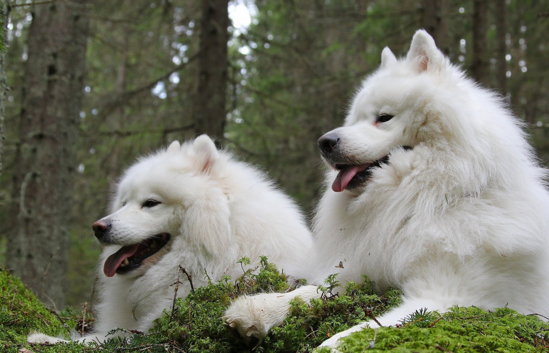 amoyed dog samoyed couple friend