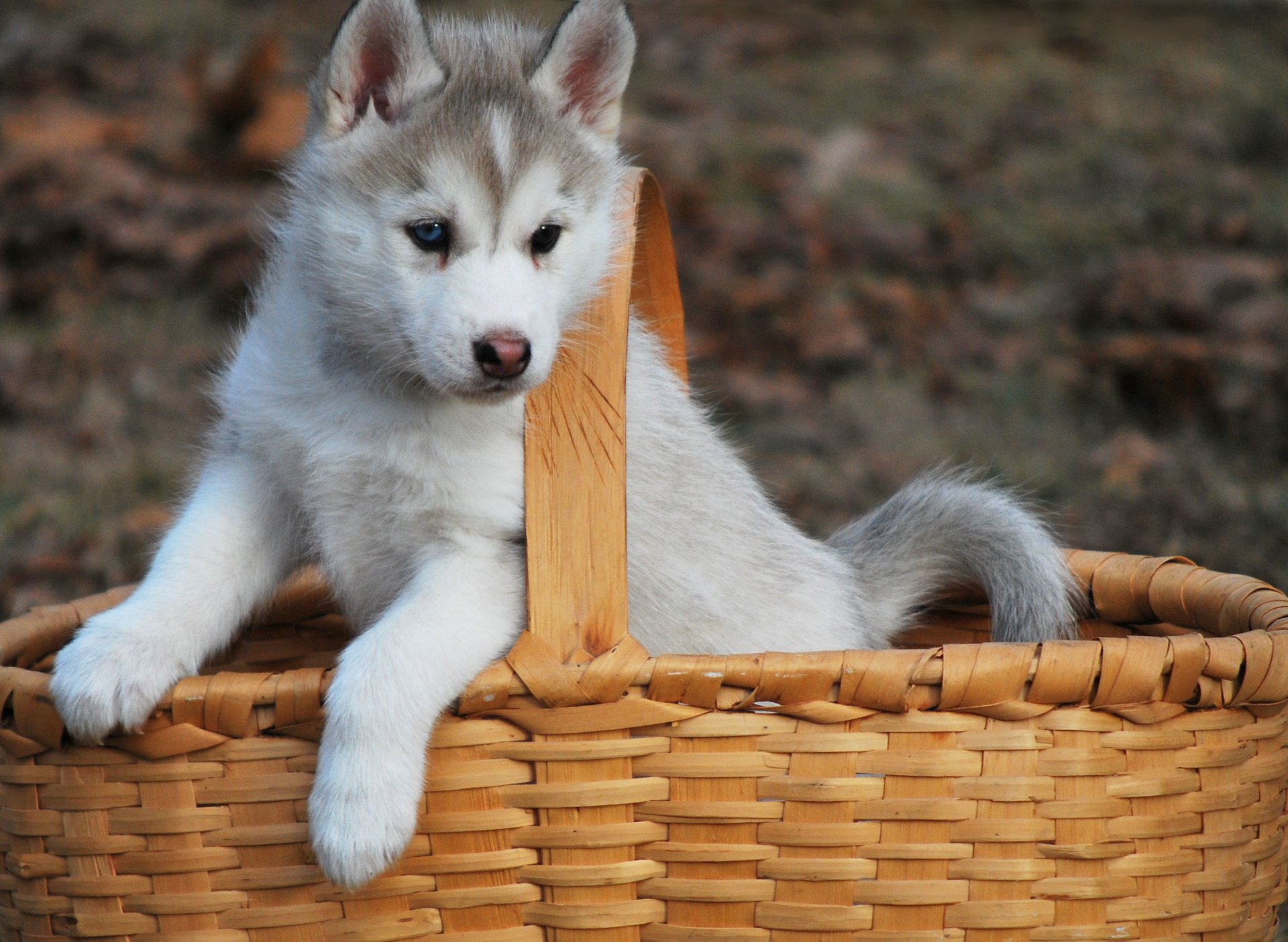 hund welpe husky korb