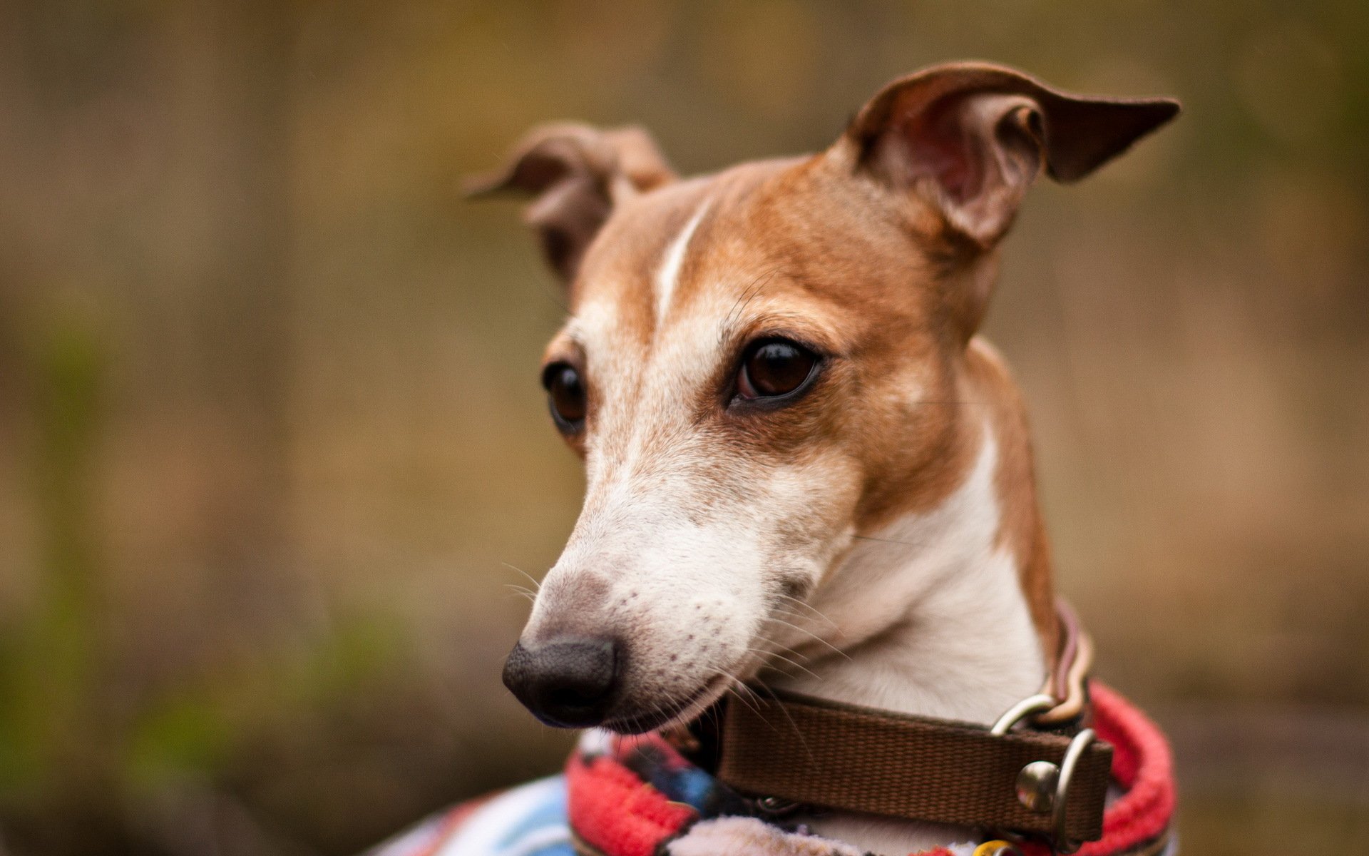 chien vue fond