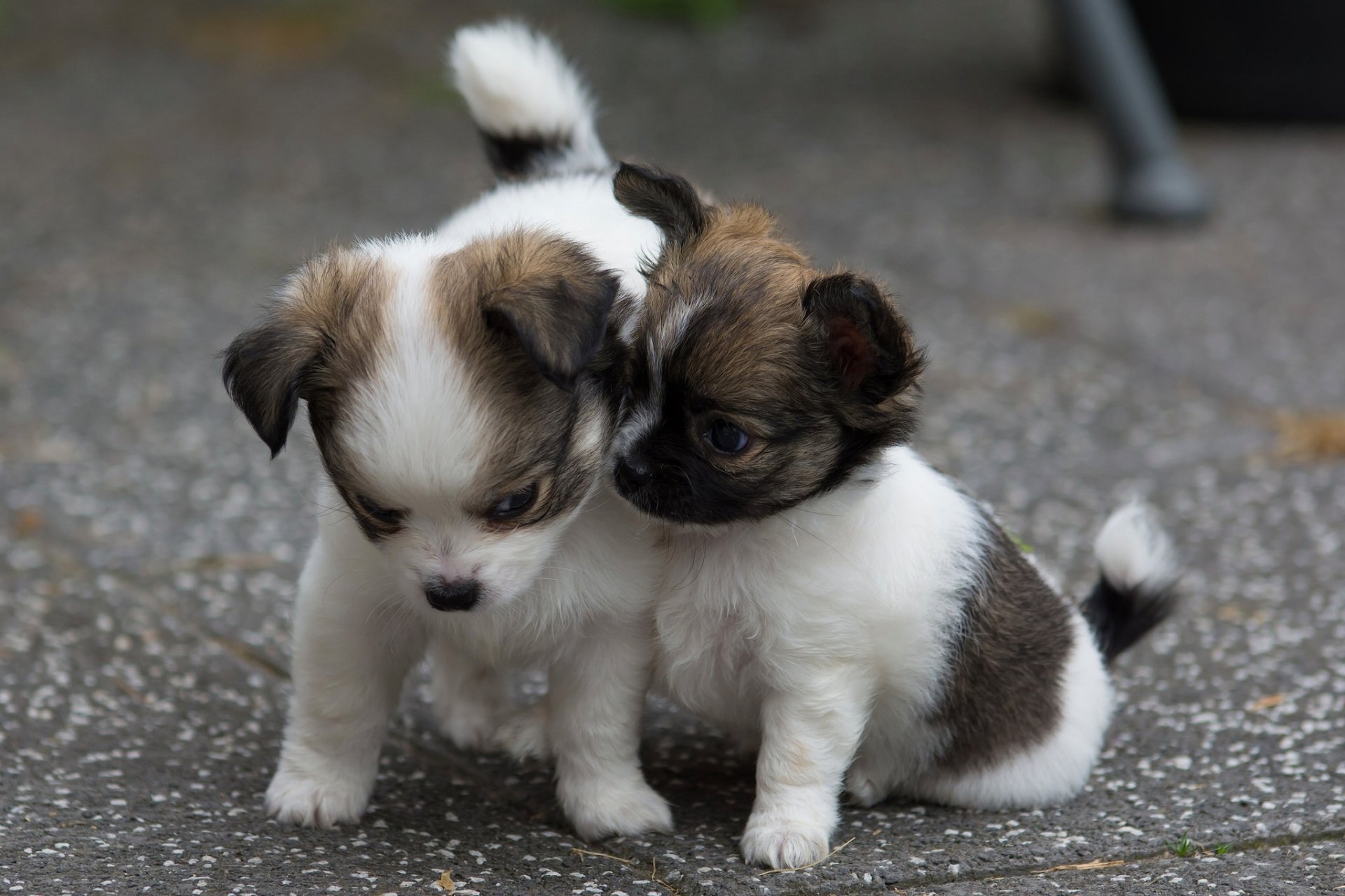 cani cuccioli bambini