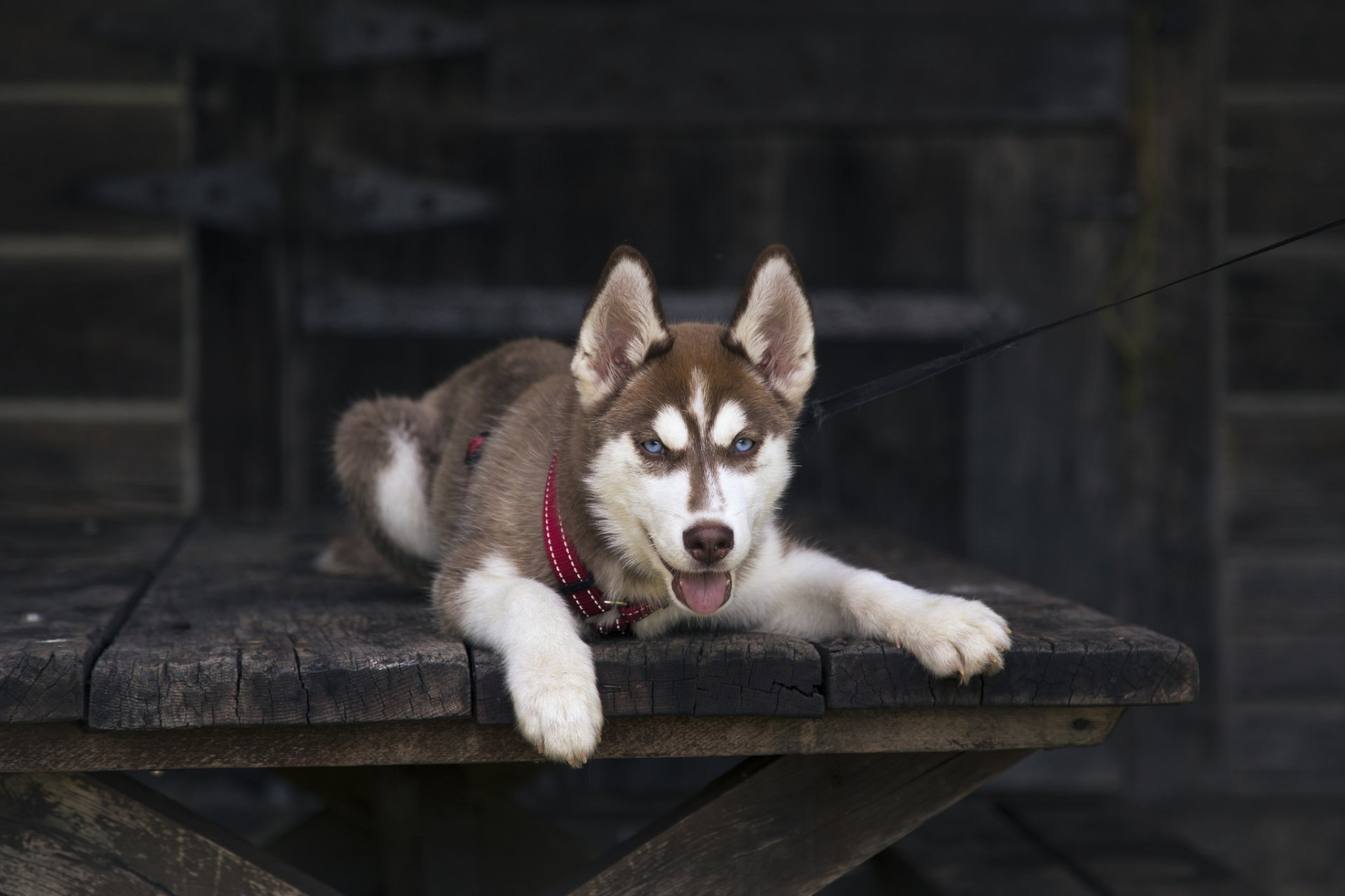 chien regard ami