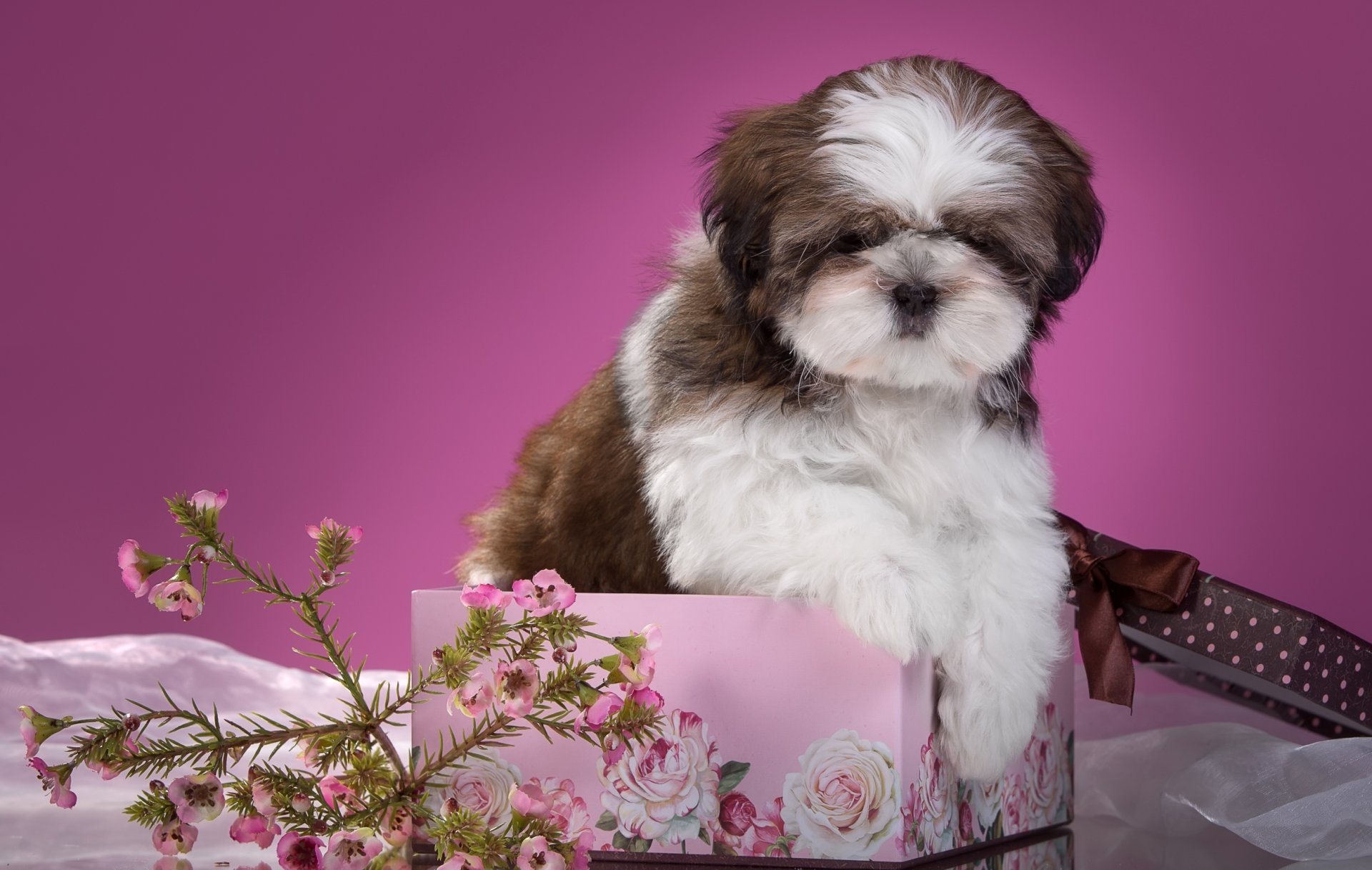 shih tzu szczeniak kwiaty pudełko