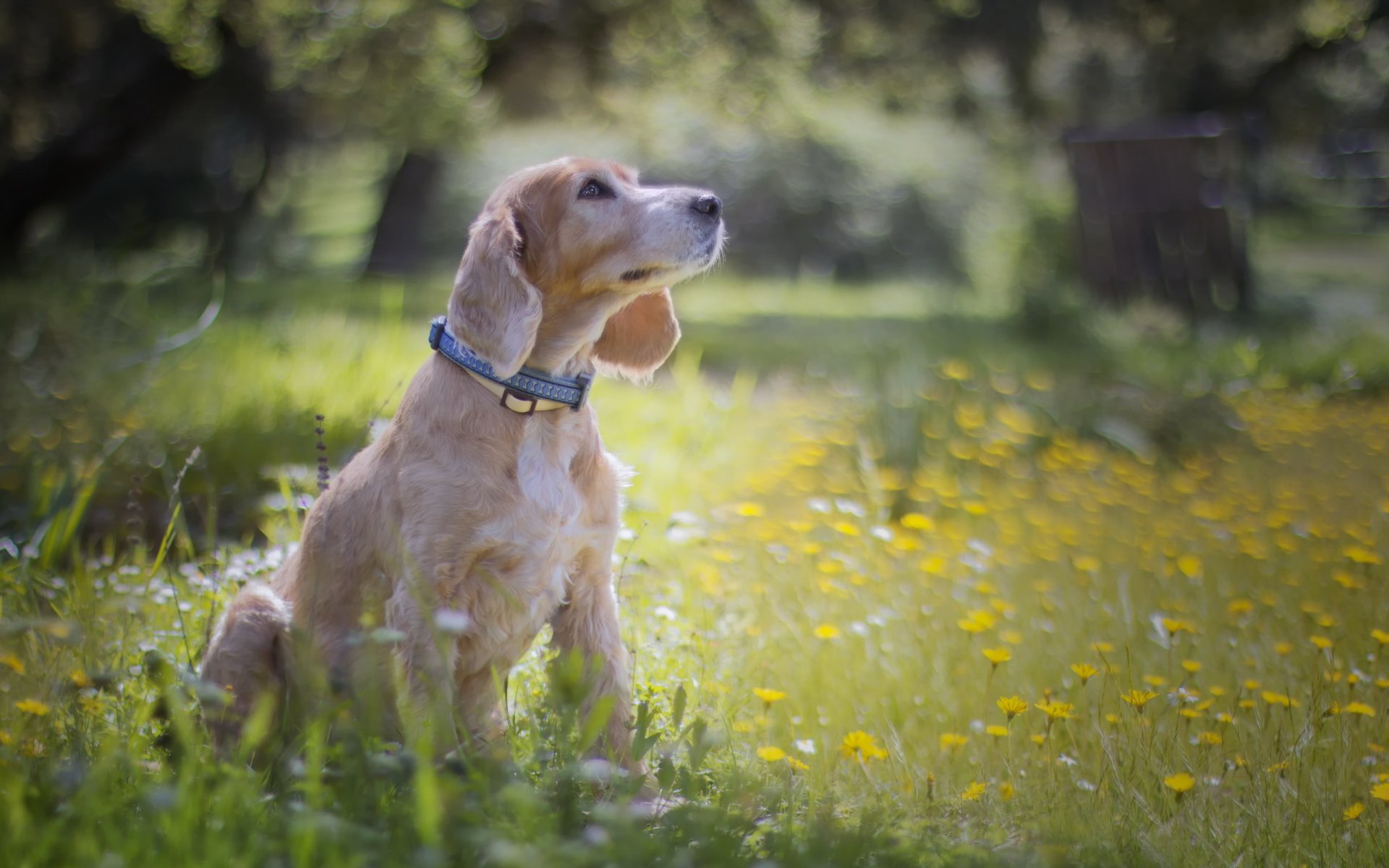 hund blick freund