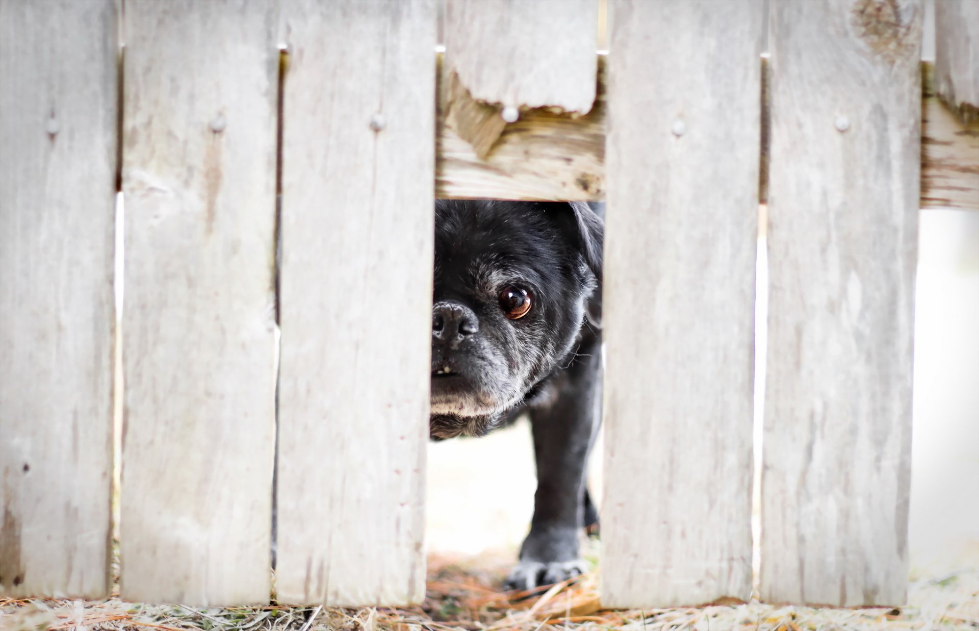 dog view fence