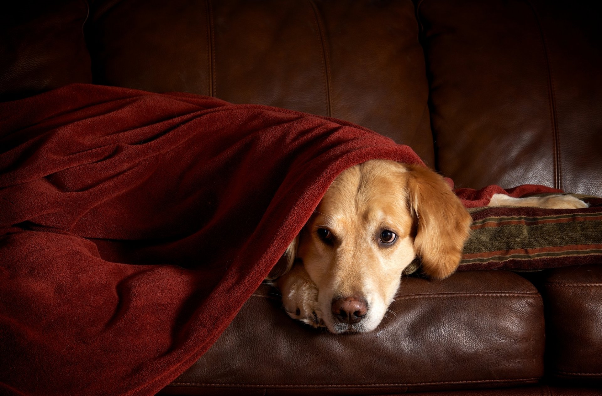 retriever sofa plaid