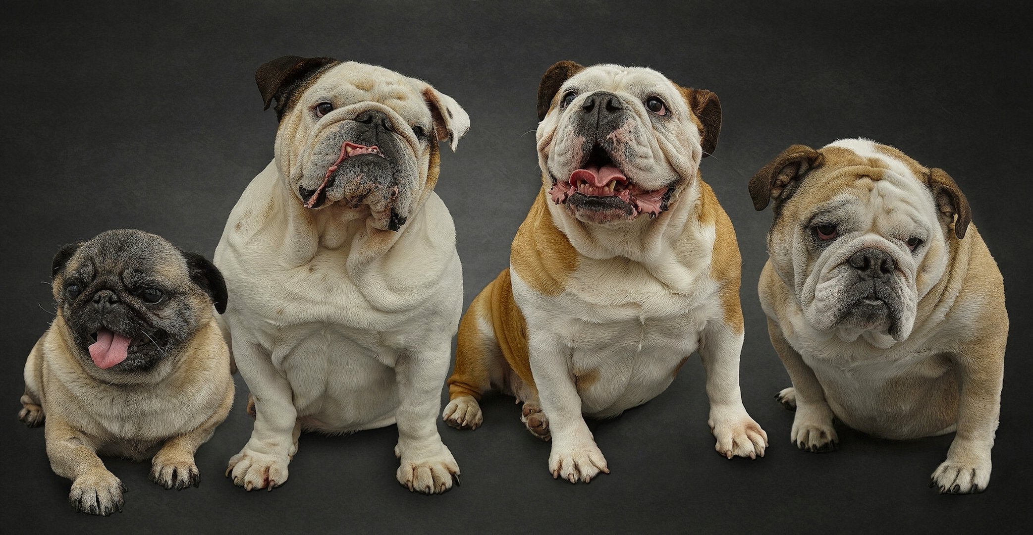 englische bulldoggen mops hunde quartett