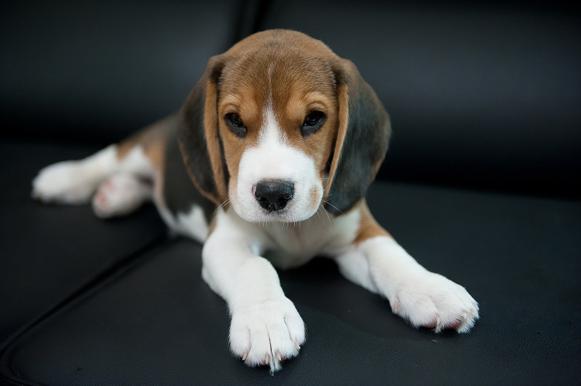 chien vue ami beagle