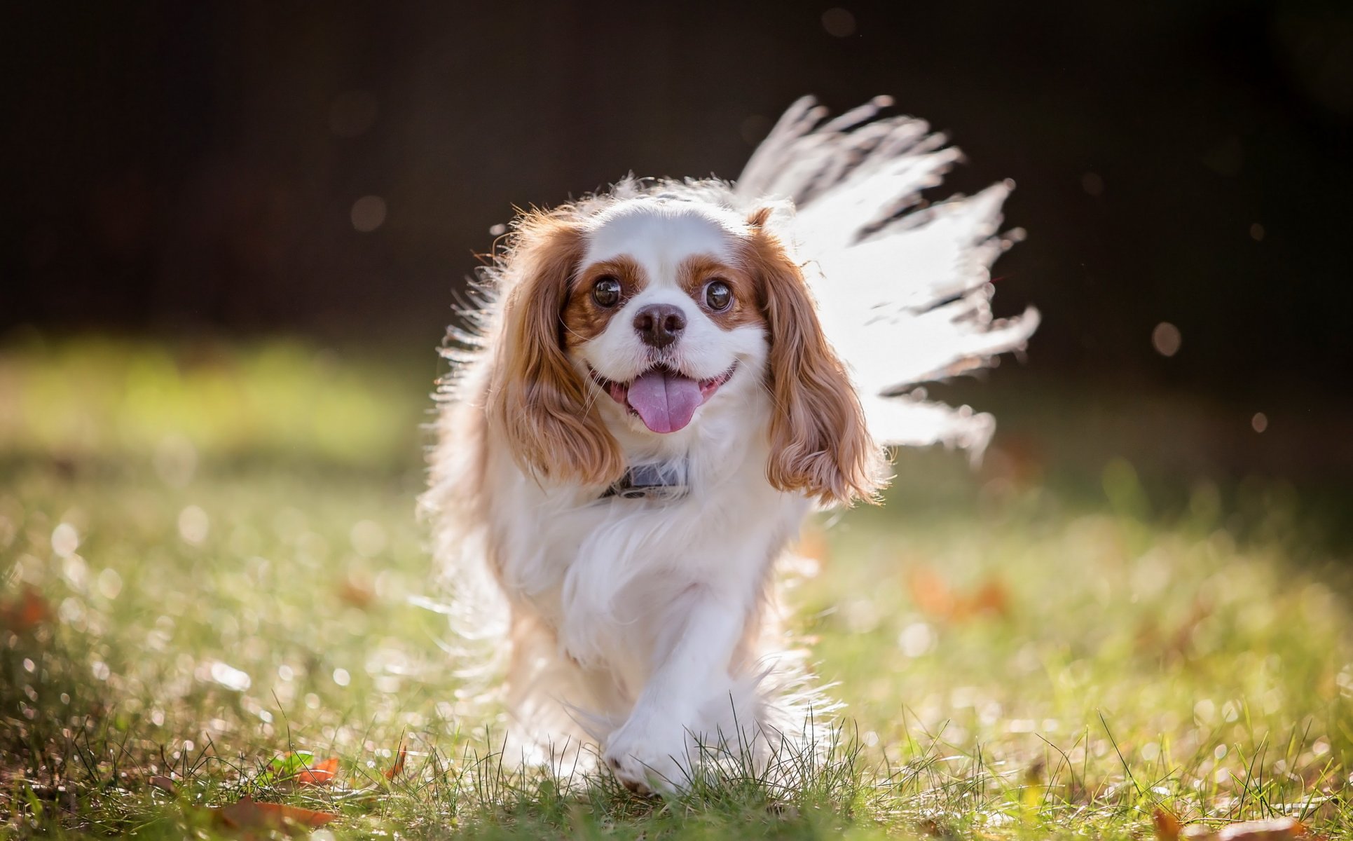 chien regard ami