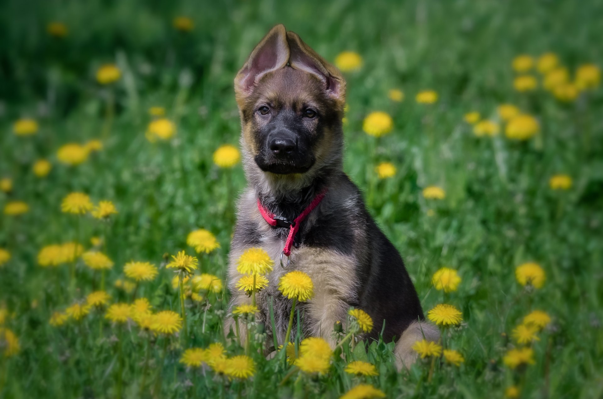 pastor alemán perro cachorro prado flores dientes de león