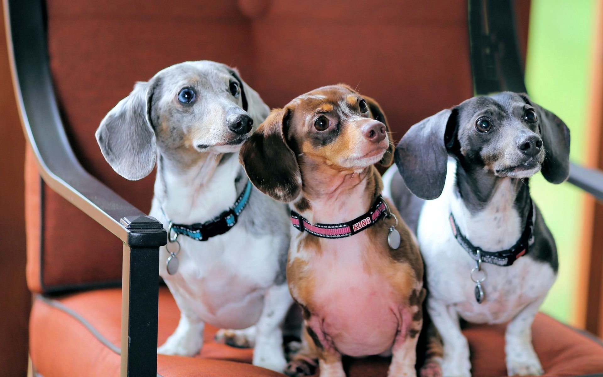 perros amigos casa