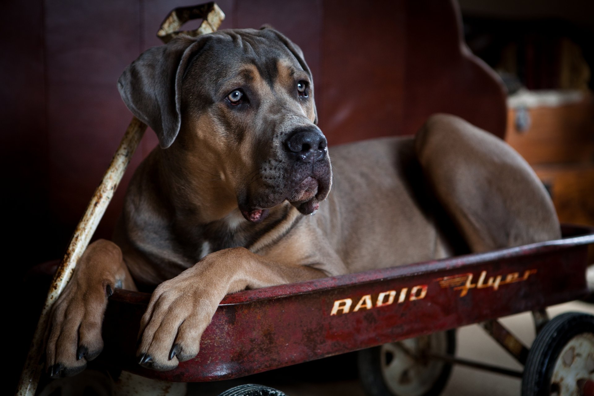 kane-korso hund wagen