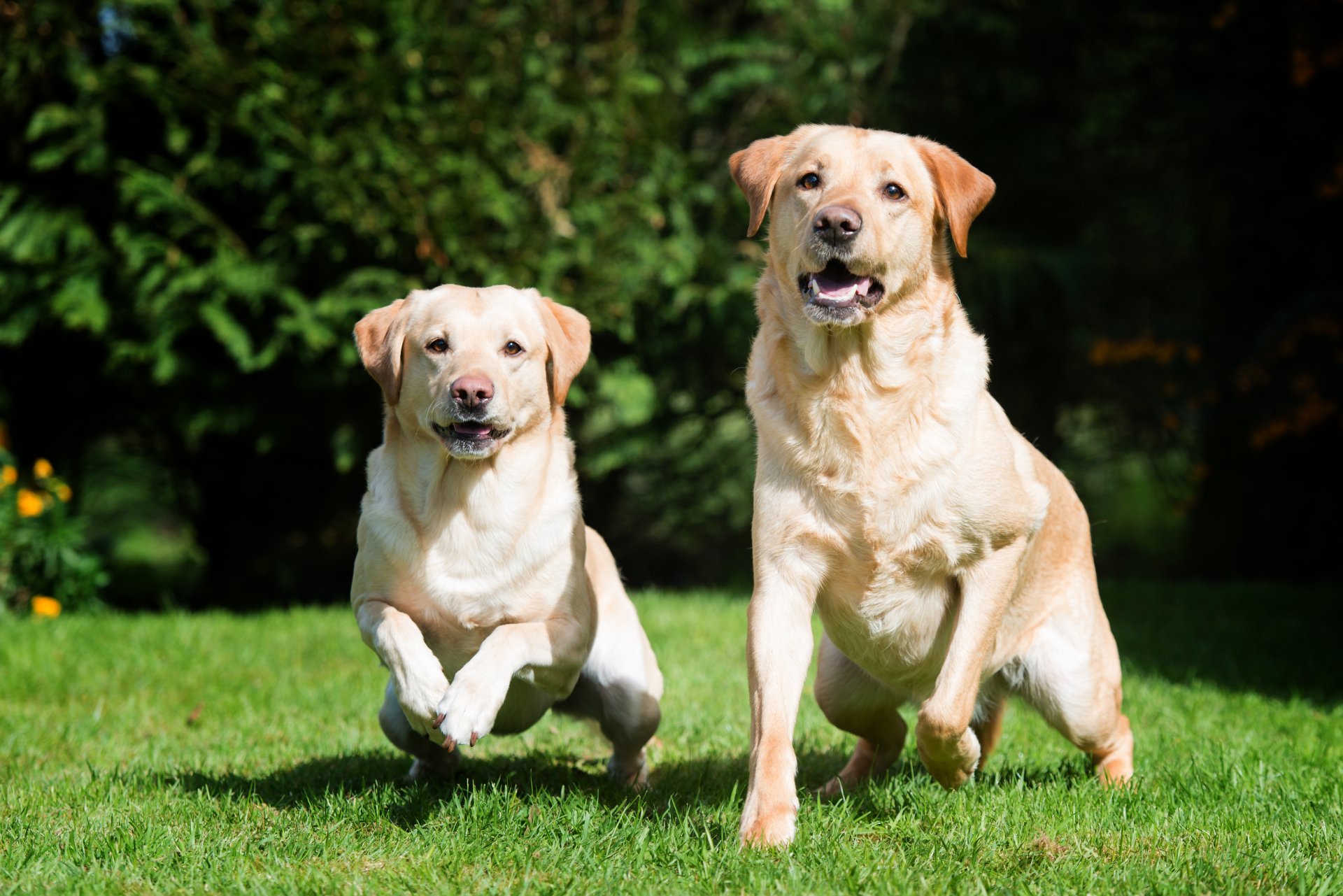 pies labrador trawa para