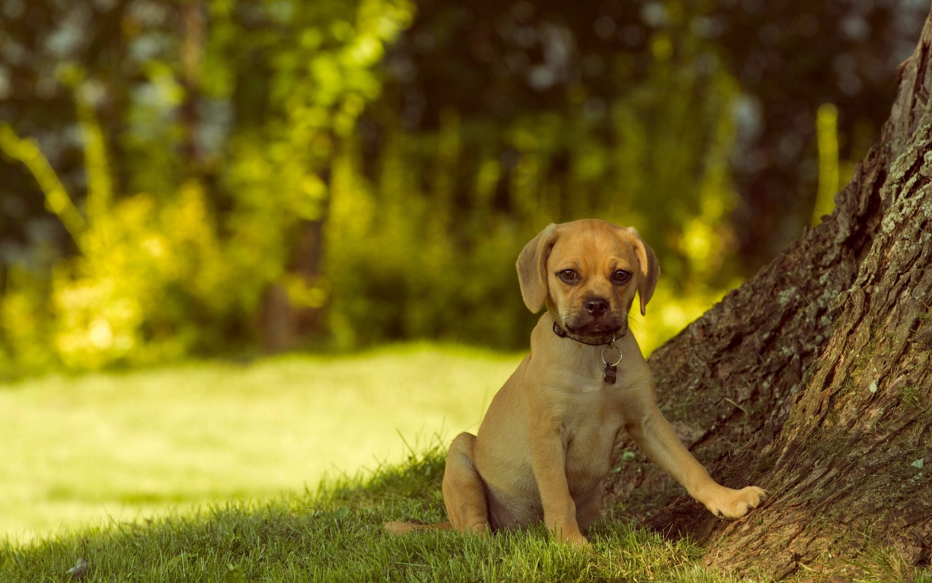 pagl hund blick