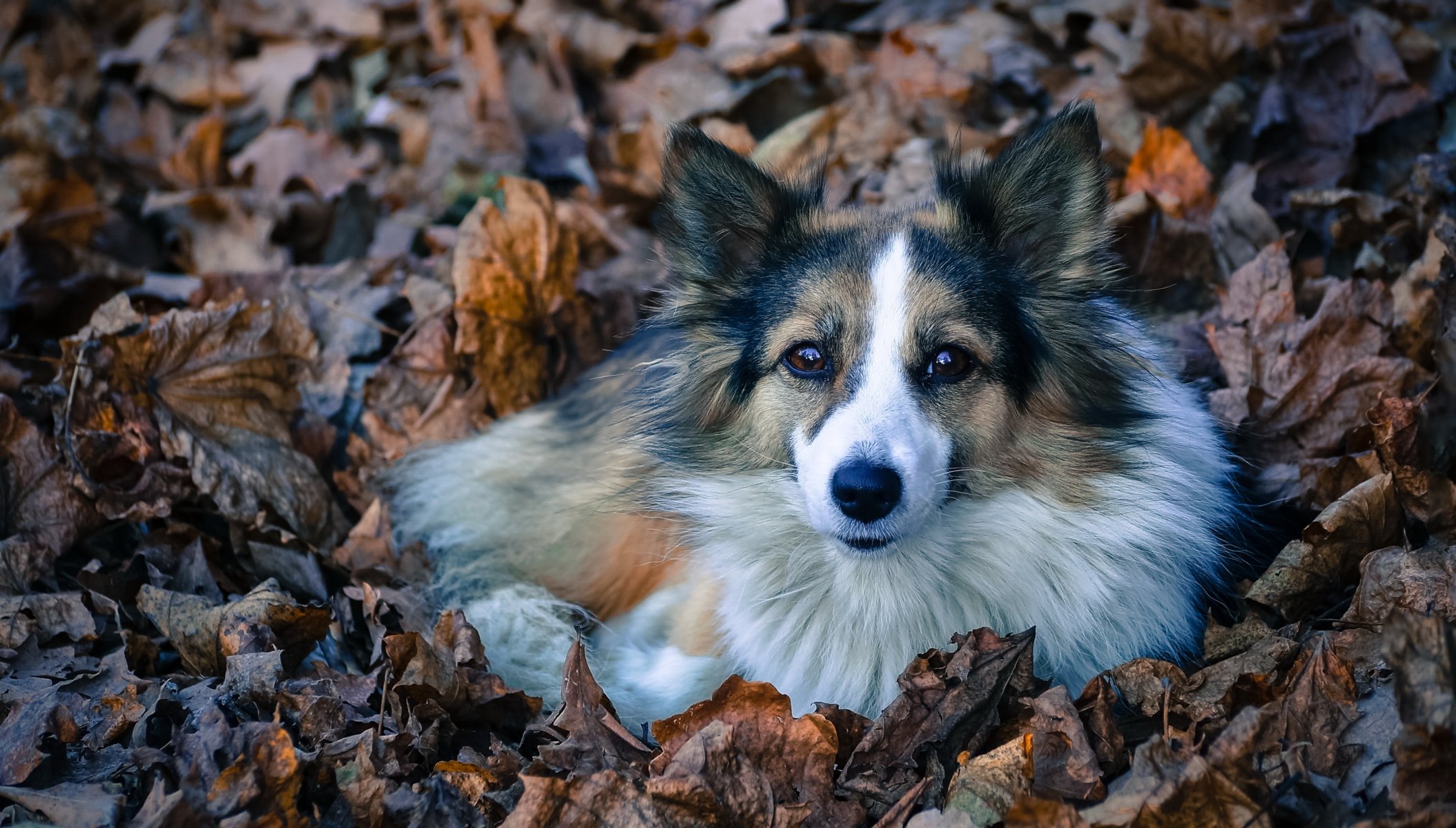 hund blick freund