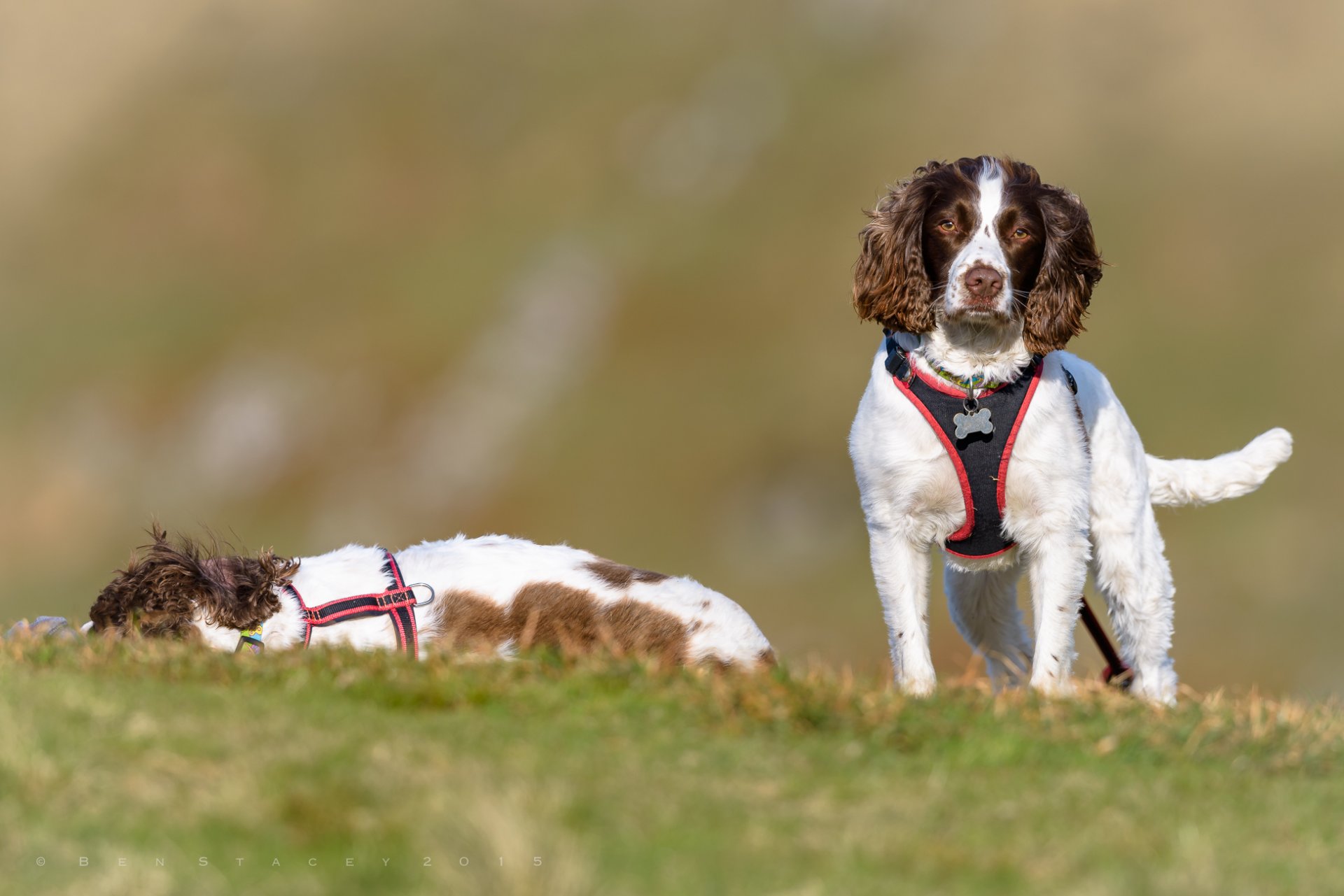 springer spaniel inglese spaniel cani