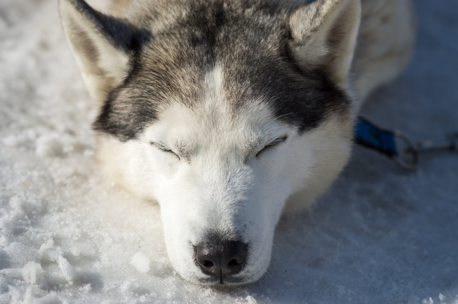 husky cani primavera