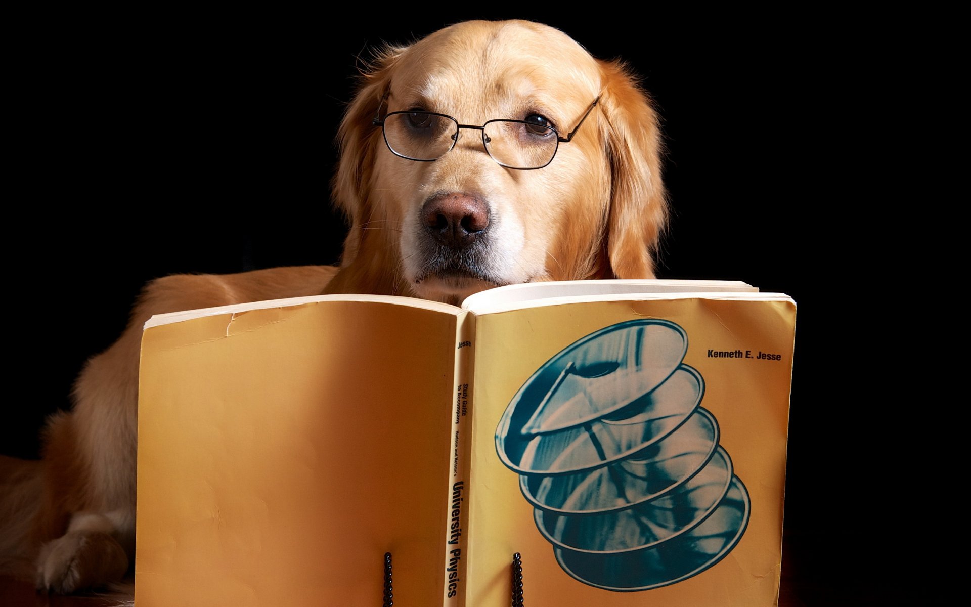 perro amigo libro