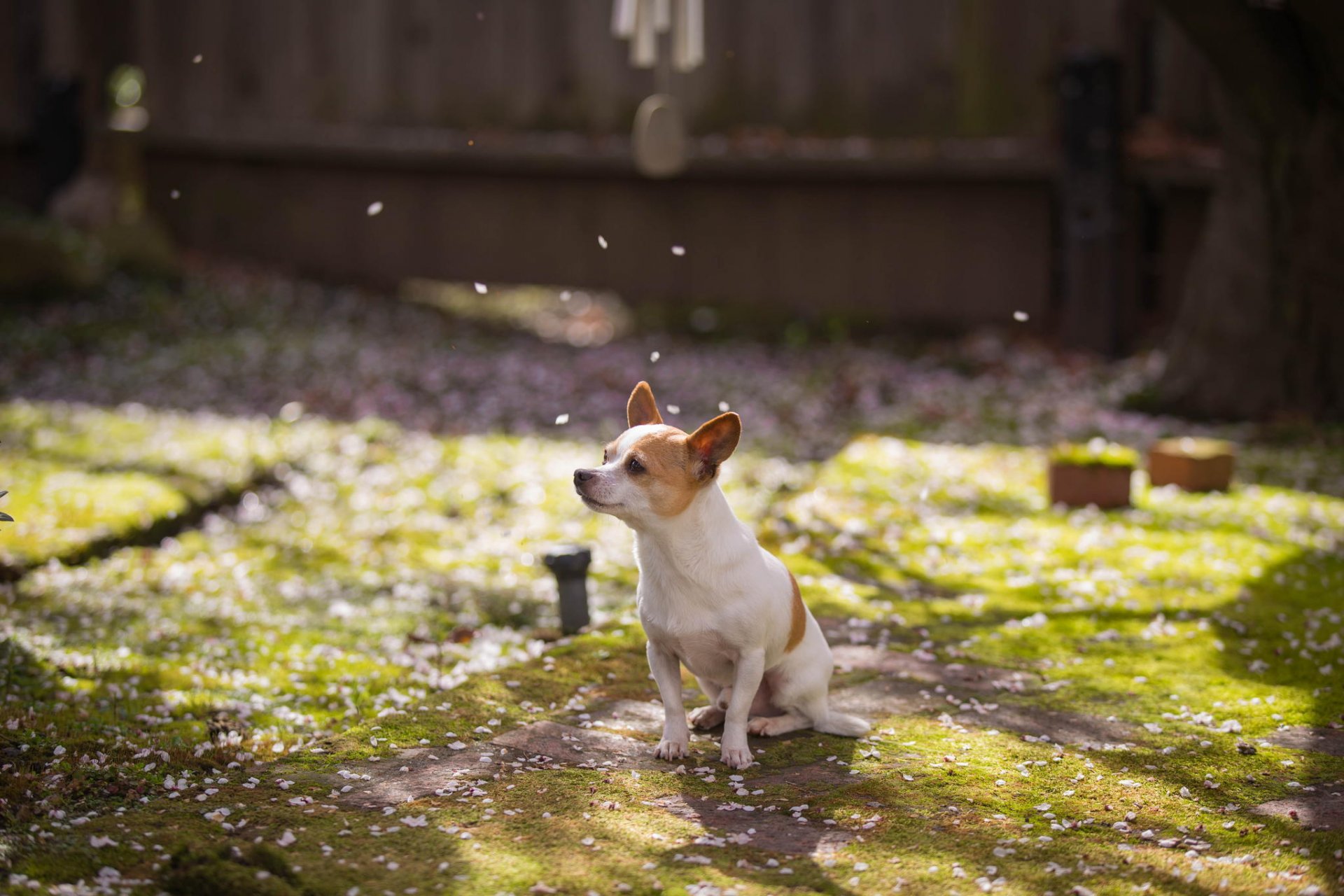 perro amigo jardín primavera